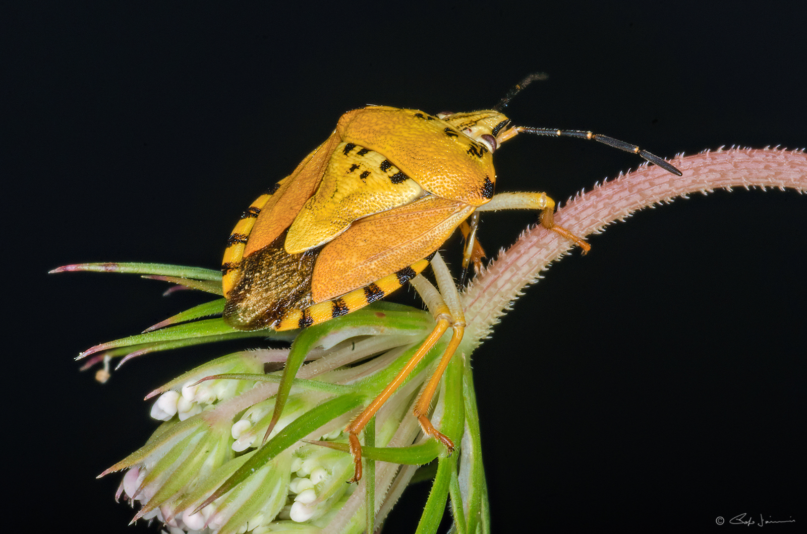Carpocoris mediterraneus