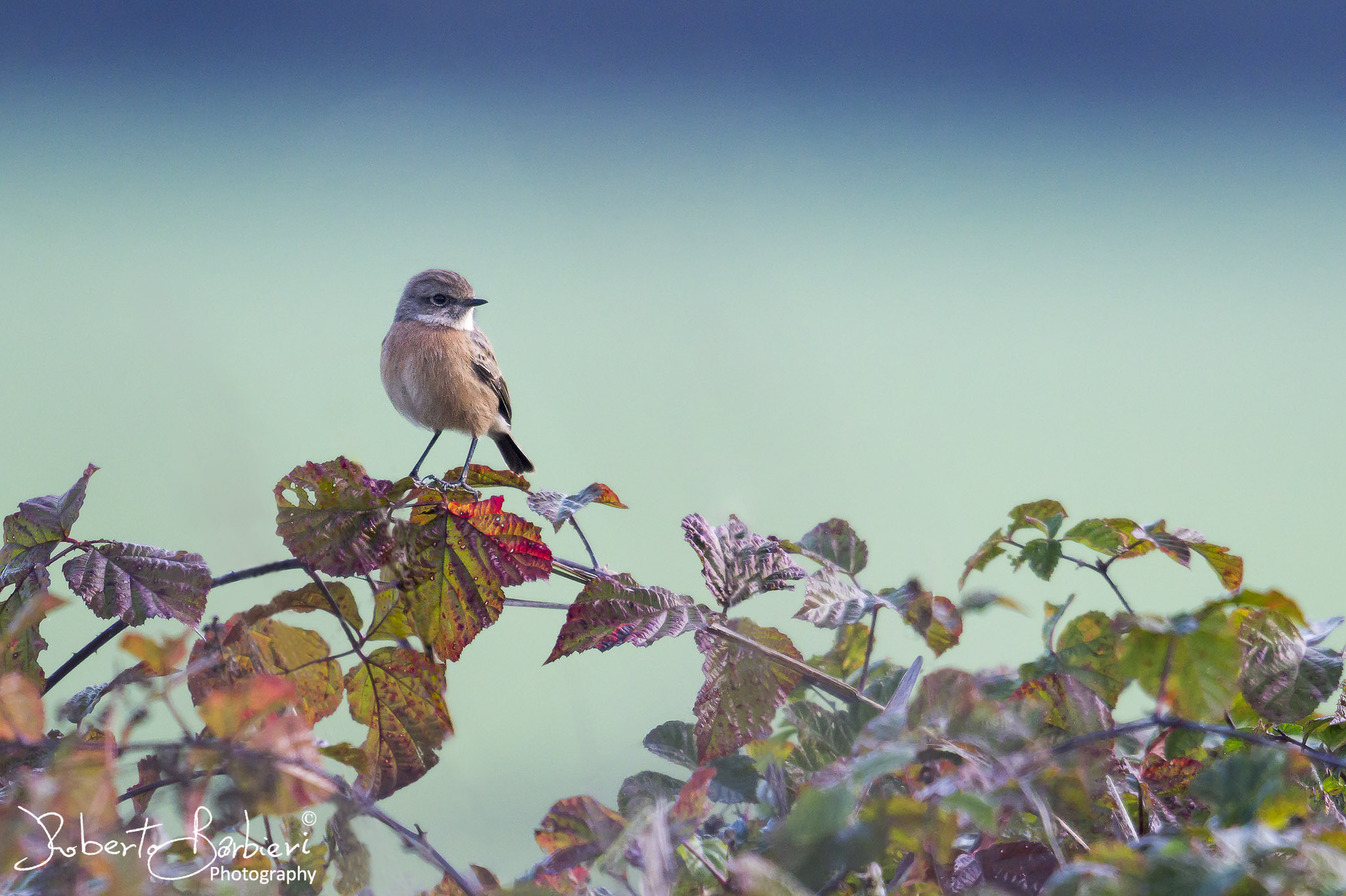 Stonechatter in autumn