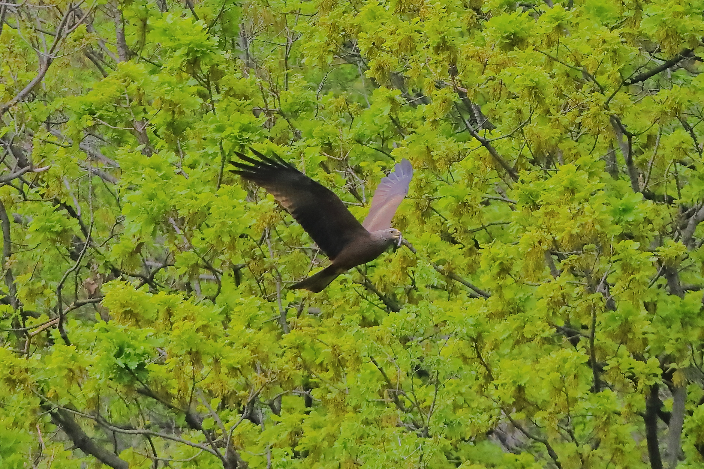 Nibbio bruno 07 aprile 2024 - 0230