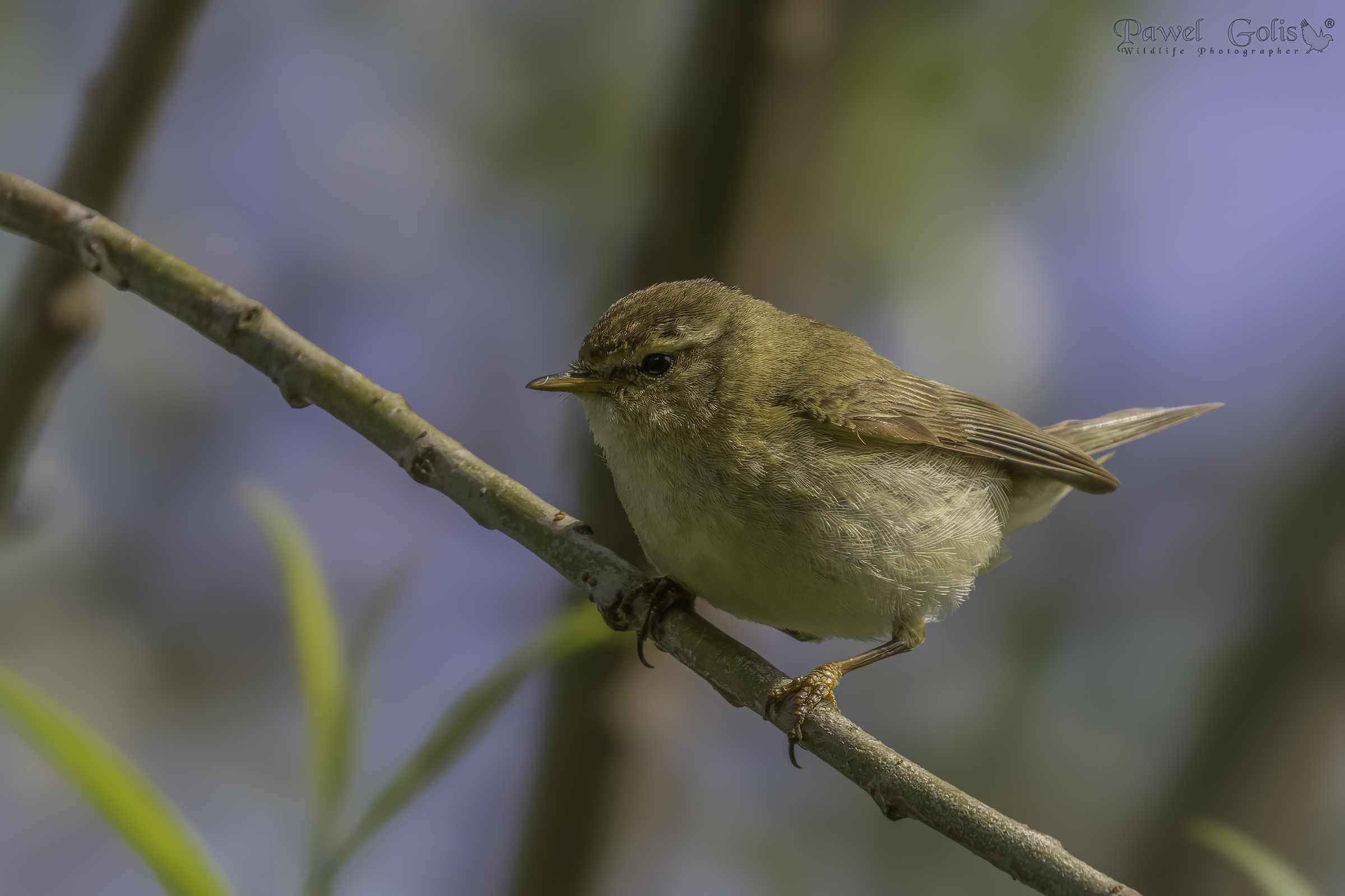 Chiffchaff comune (Phylloscopus collybita)