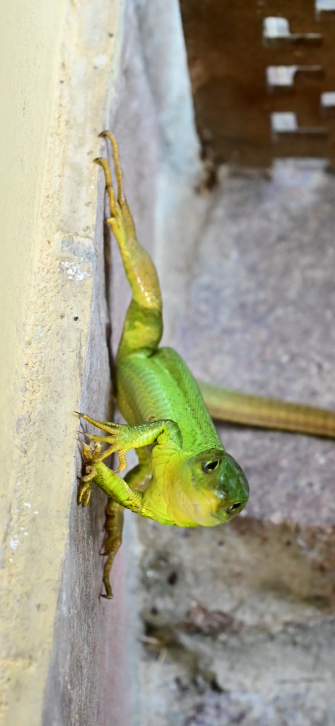 Il ramarro che si crede l'uomo ragno