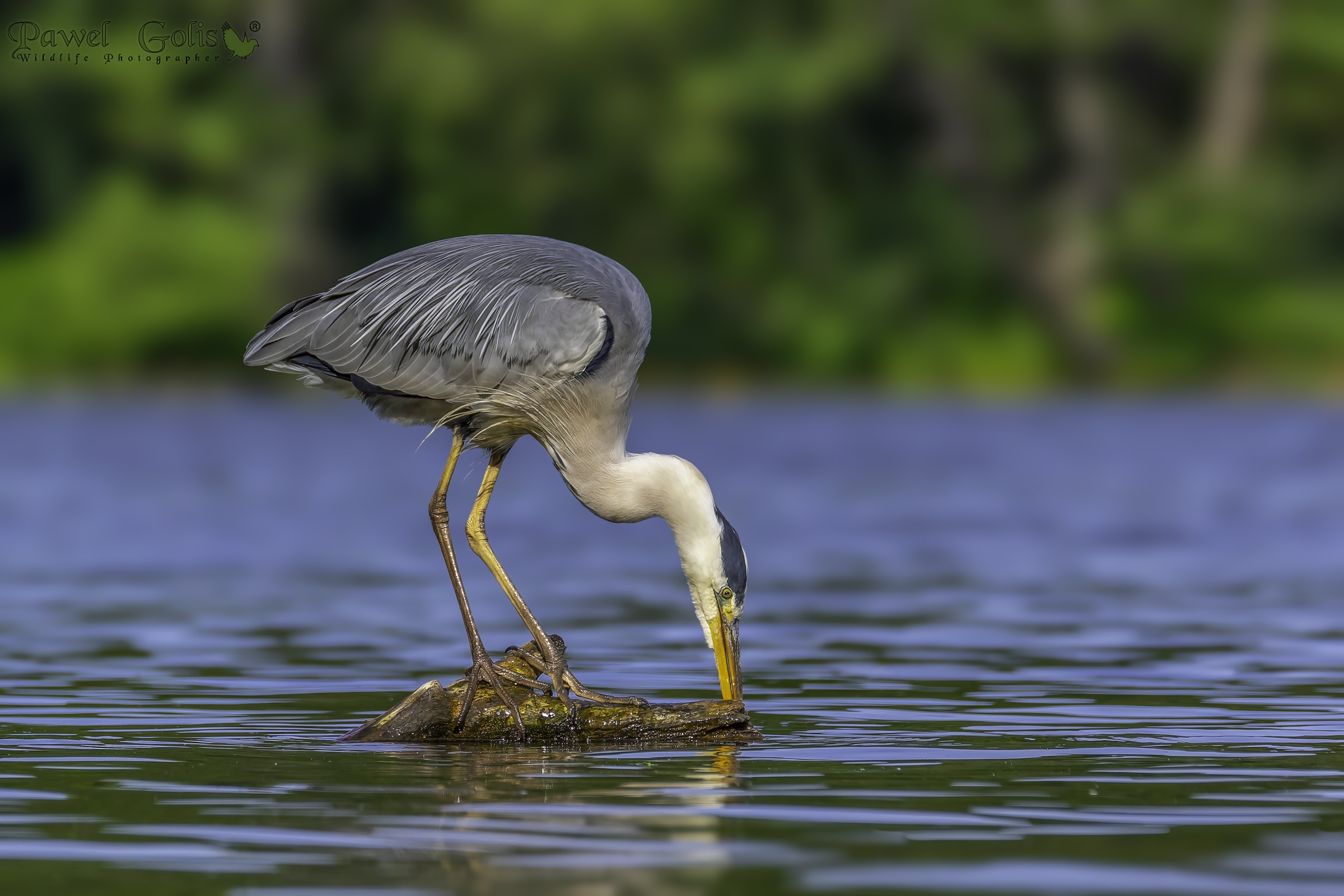 Airone cenerino (Ardea cinerea)