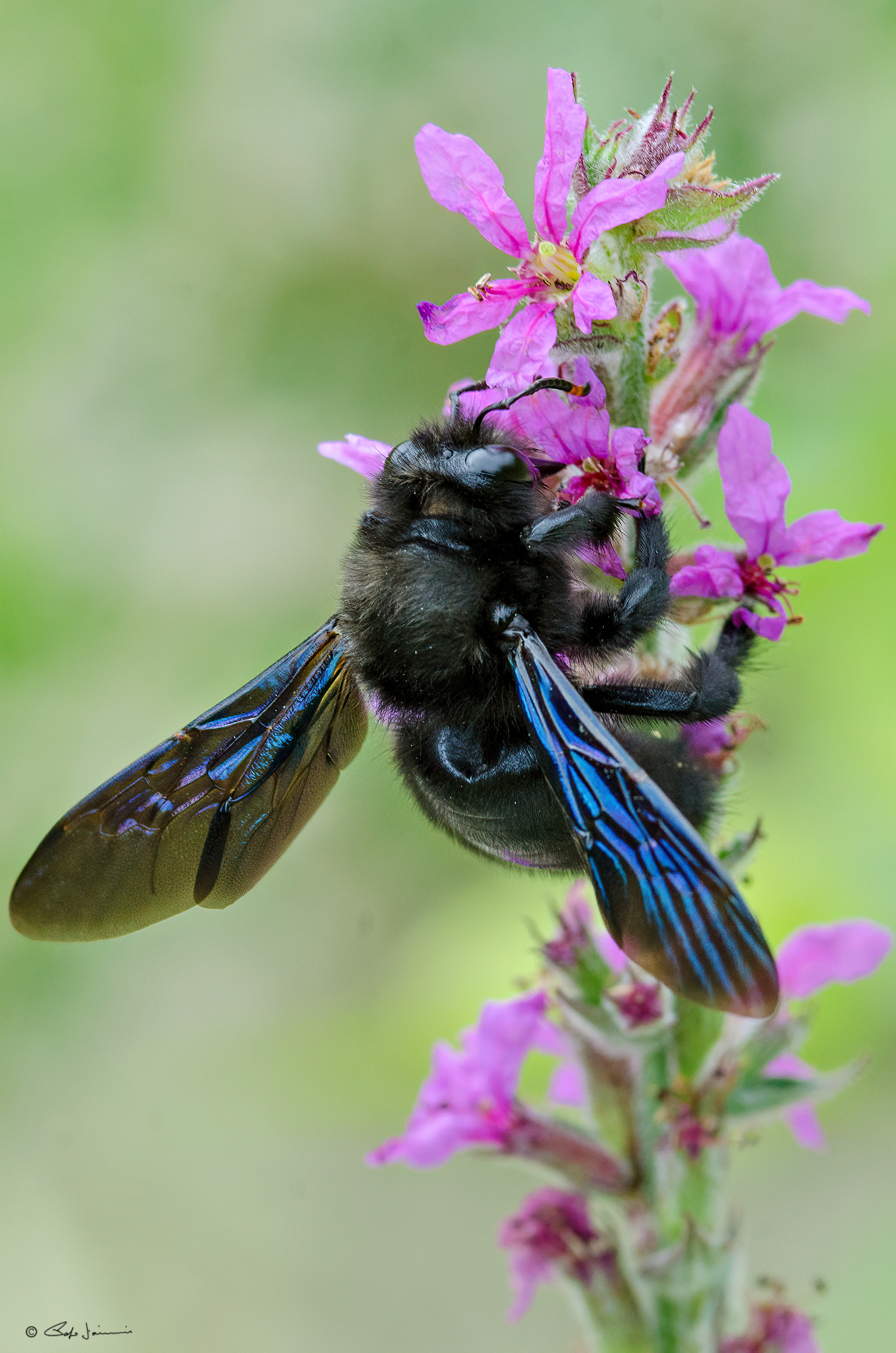 Xylocopa violacea