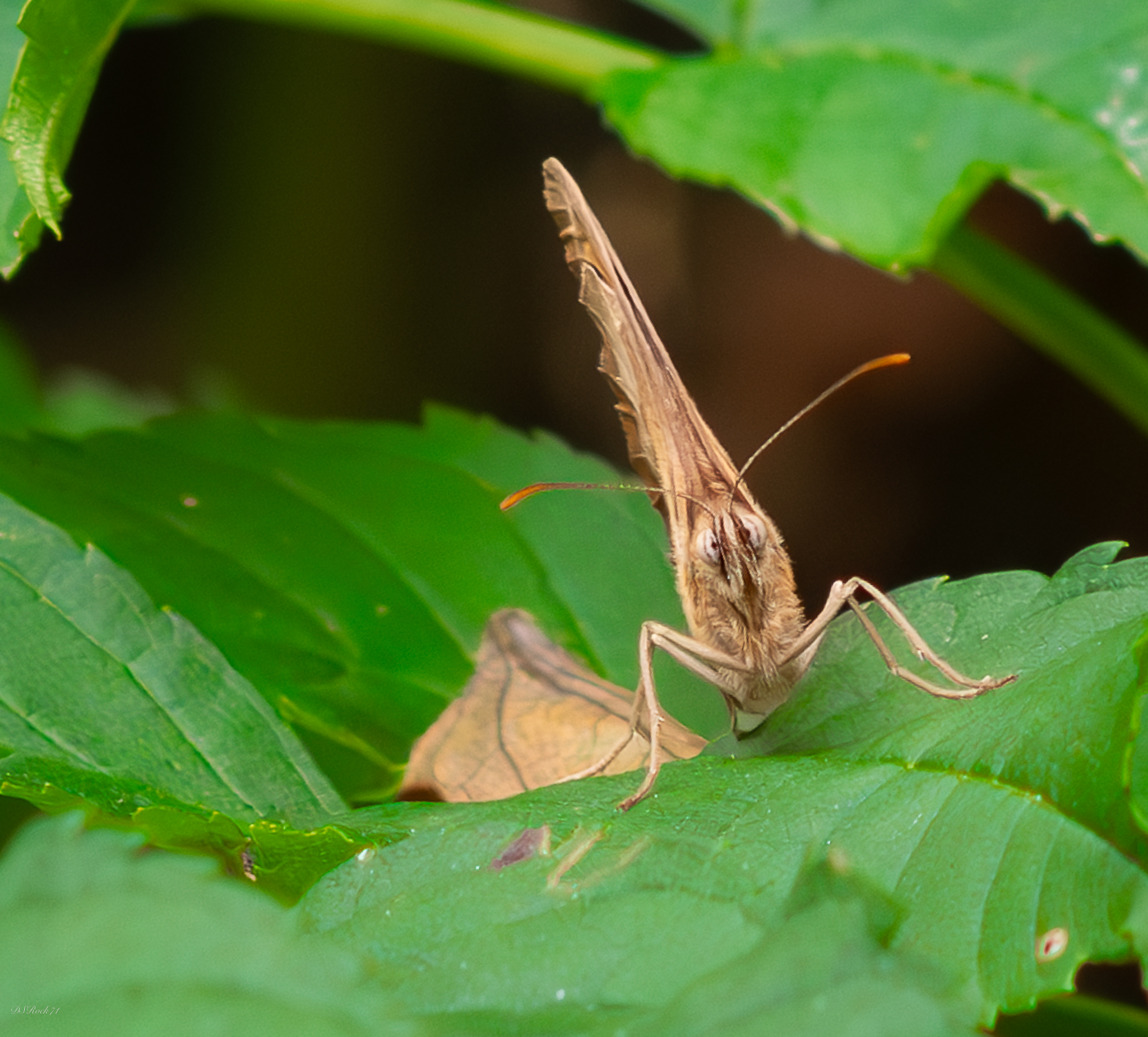 Face to face with the butterfly