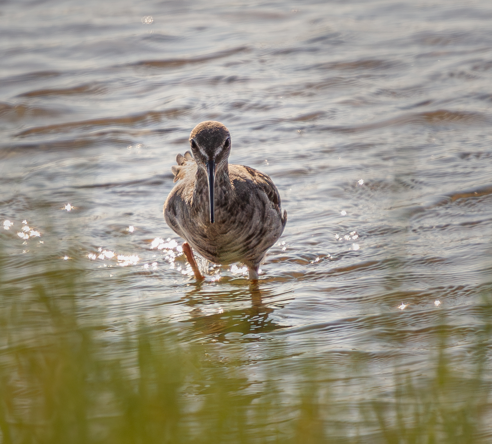 The gaze of the brown squid