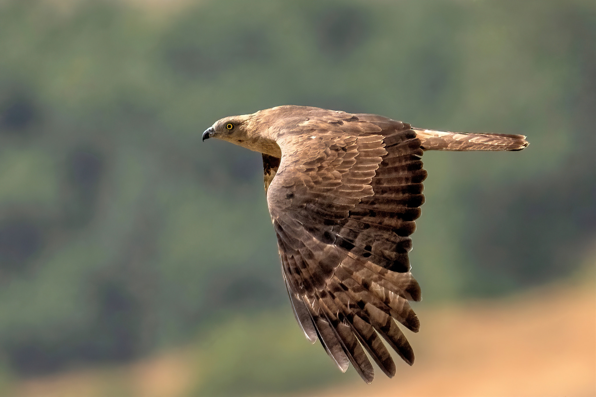 Honey Buzzard (Pernis apivorus)