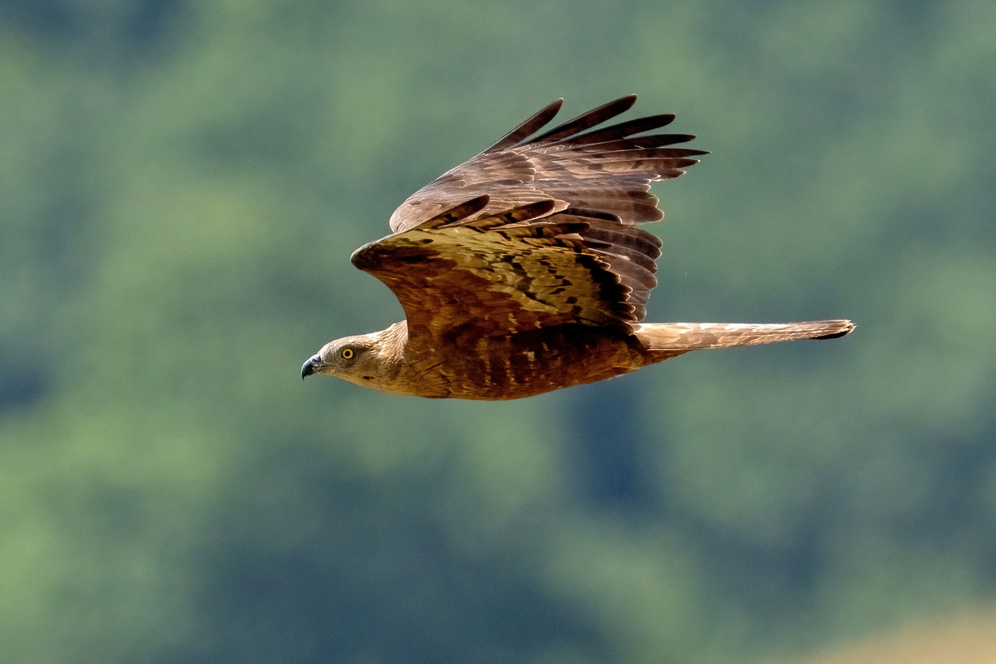 Honey Buzzard (Pernis apivorus)