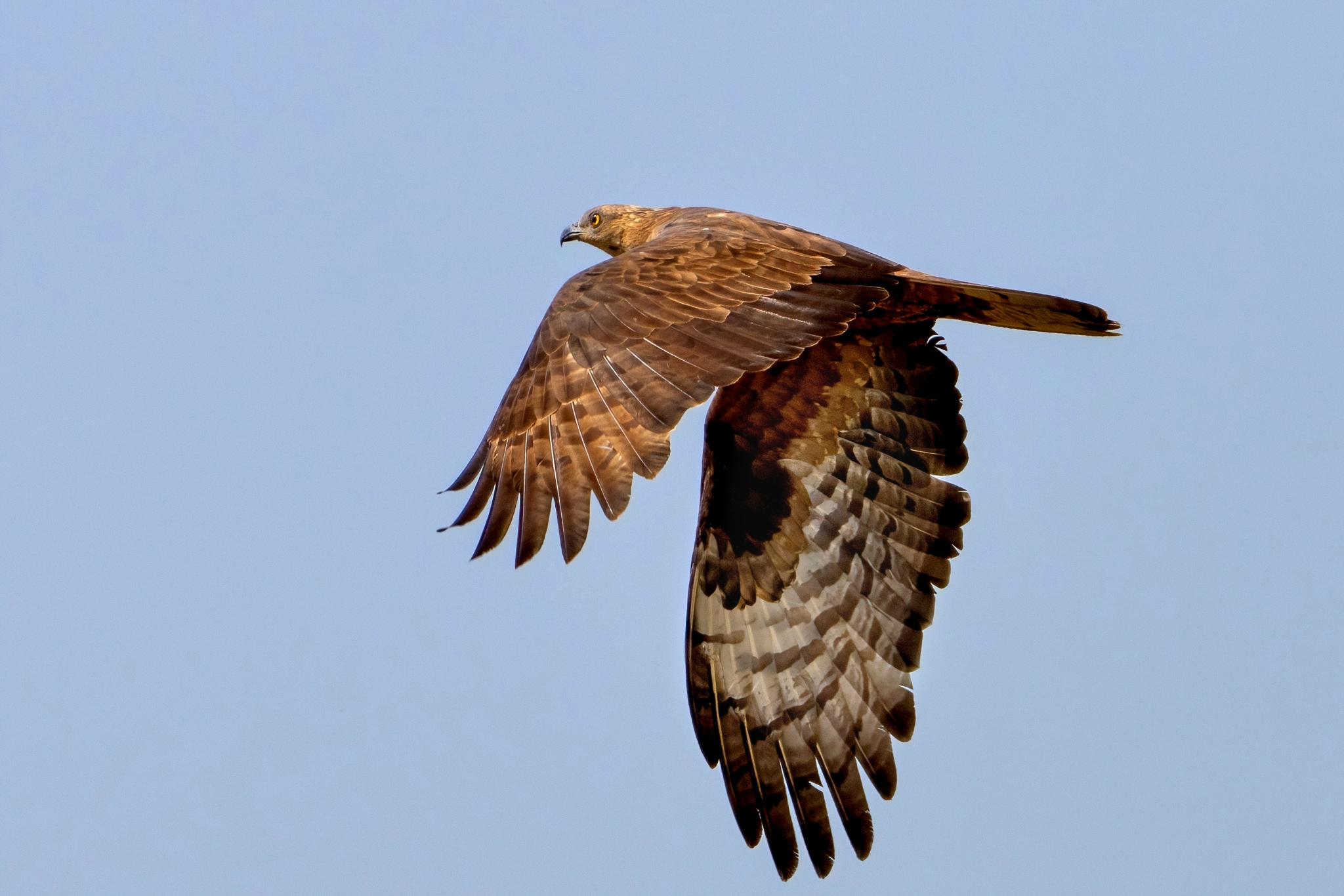 Honey Buzzard (Pernis apivorus)