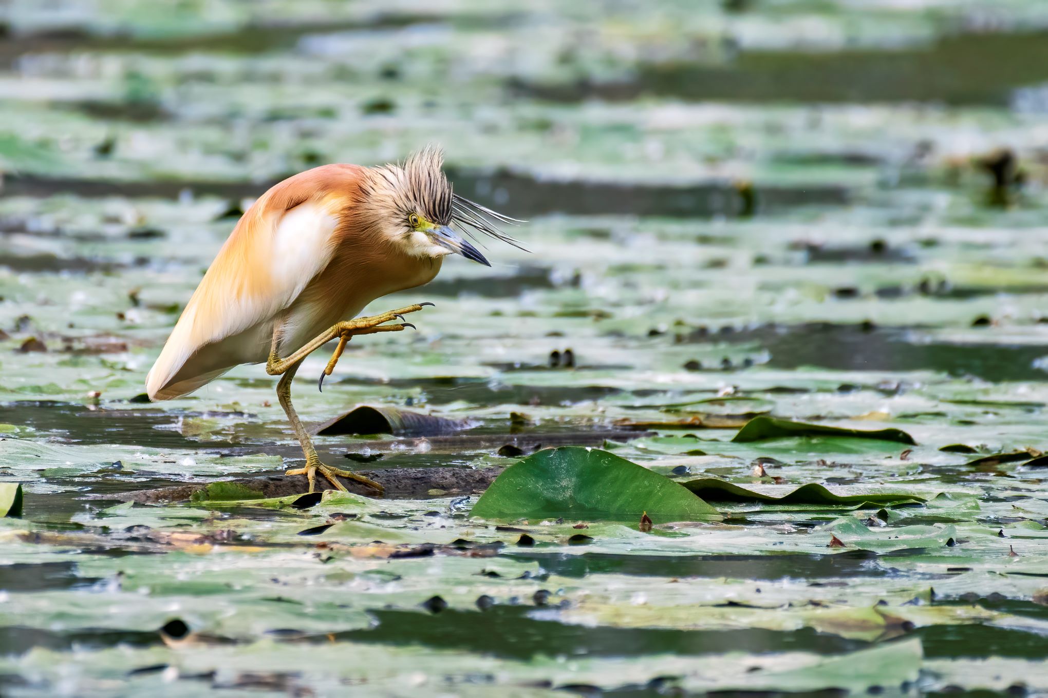 Sgarza Ciuffetto Lanca di Acqualunga