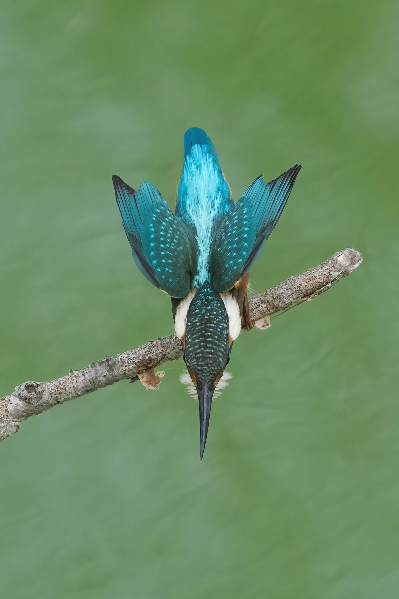 Martin pescatore (Alcedo atthis)