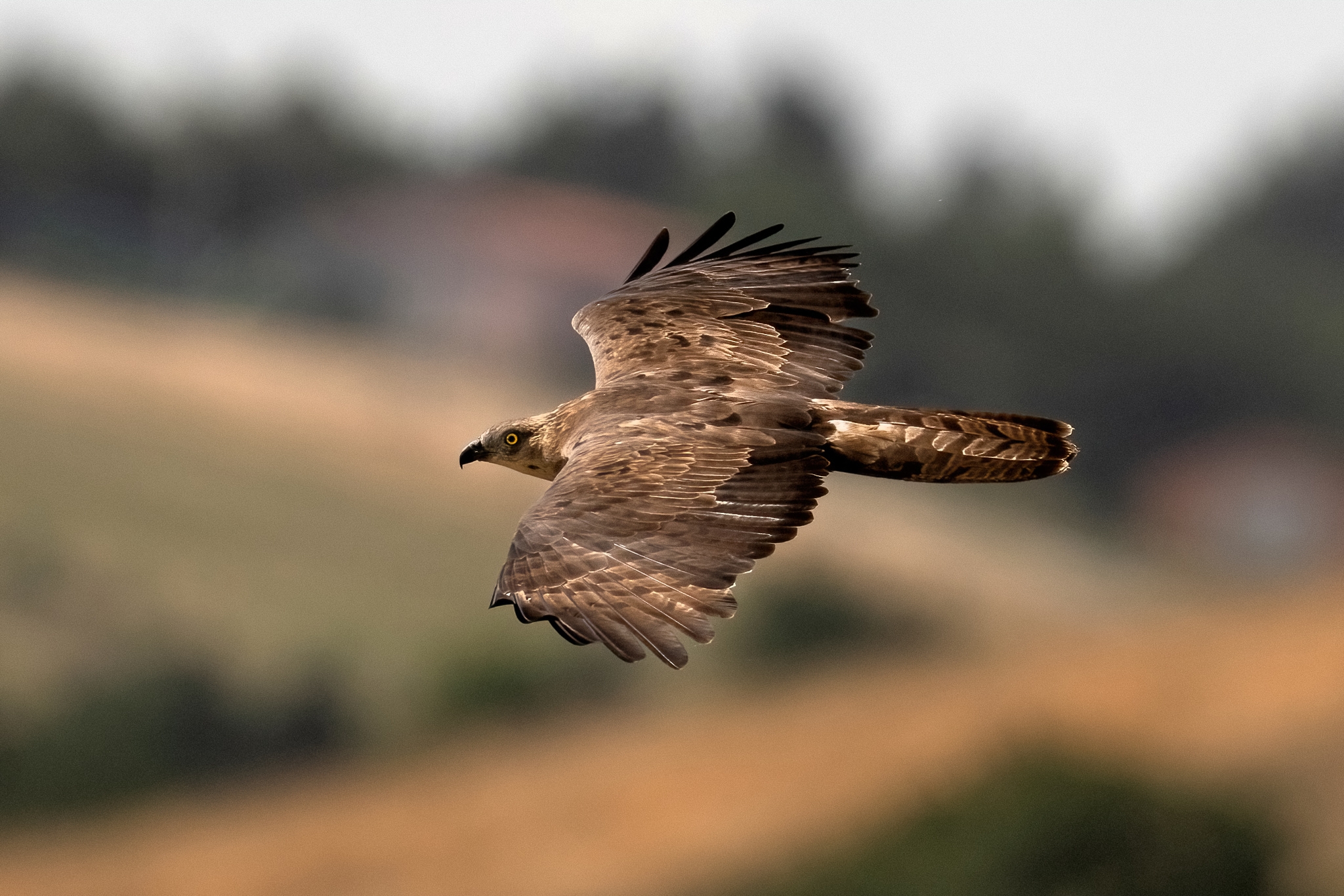 Honey Buzzard (Pernis apivorus)