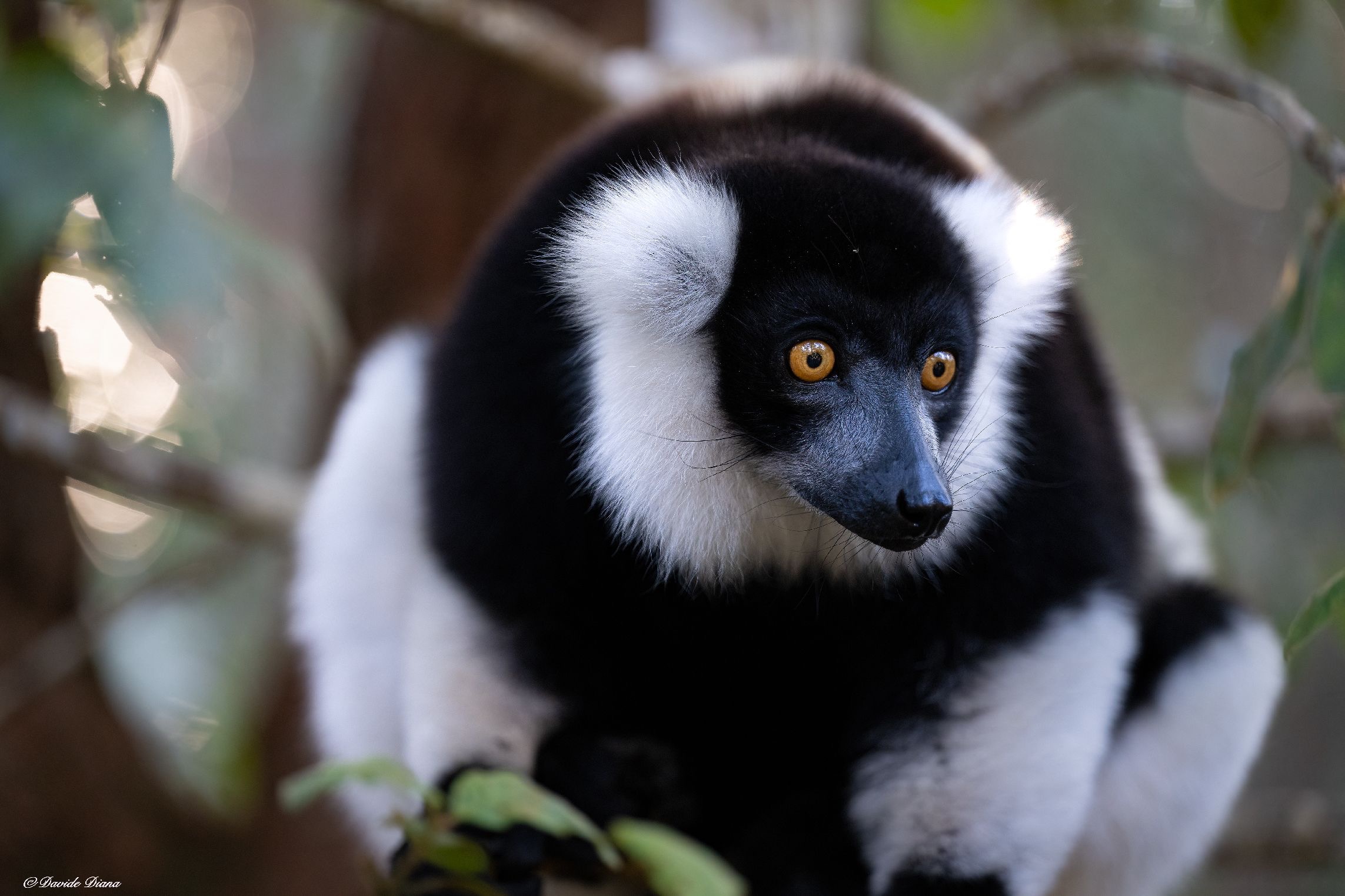Madagascar