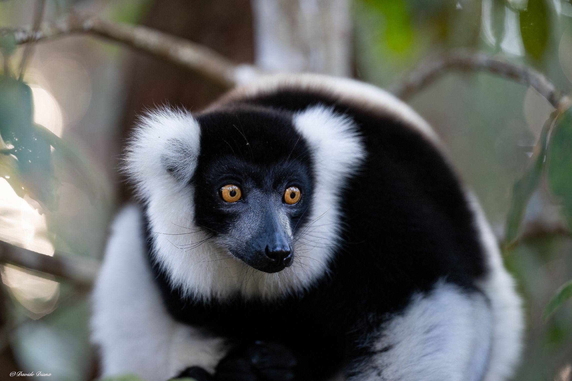 Madagascar