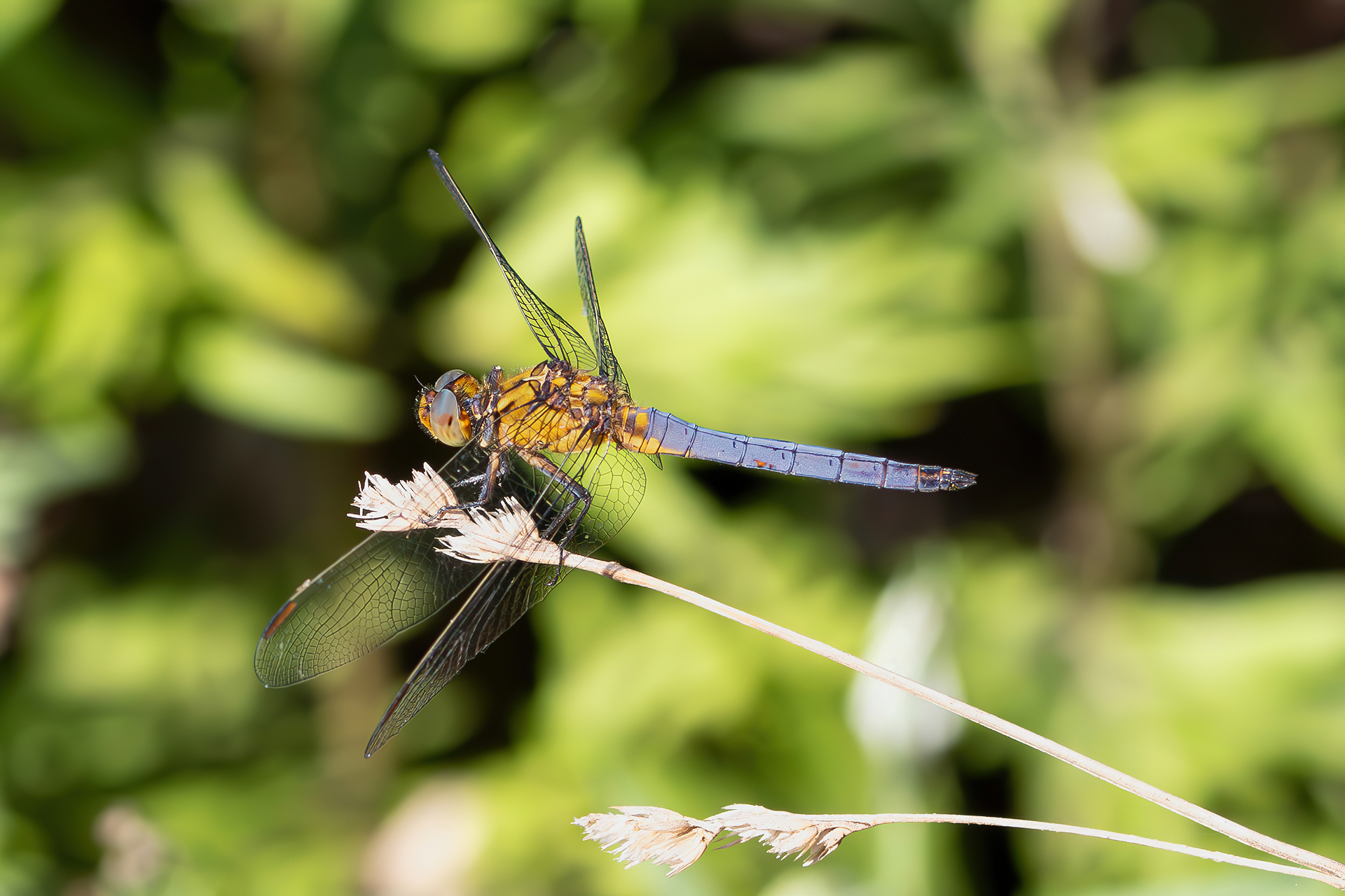 Orthetrum coerulescens