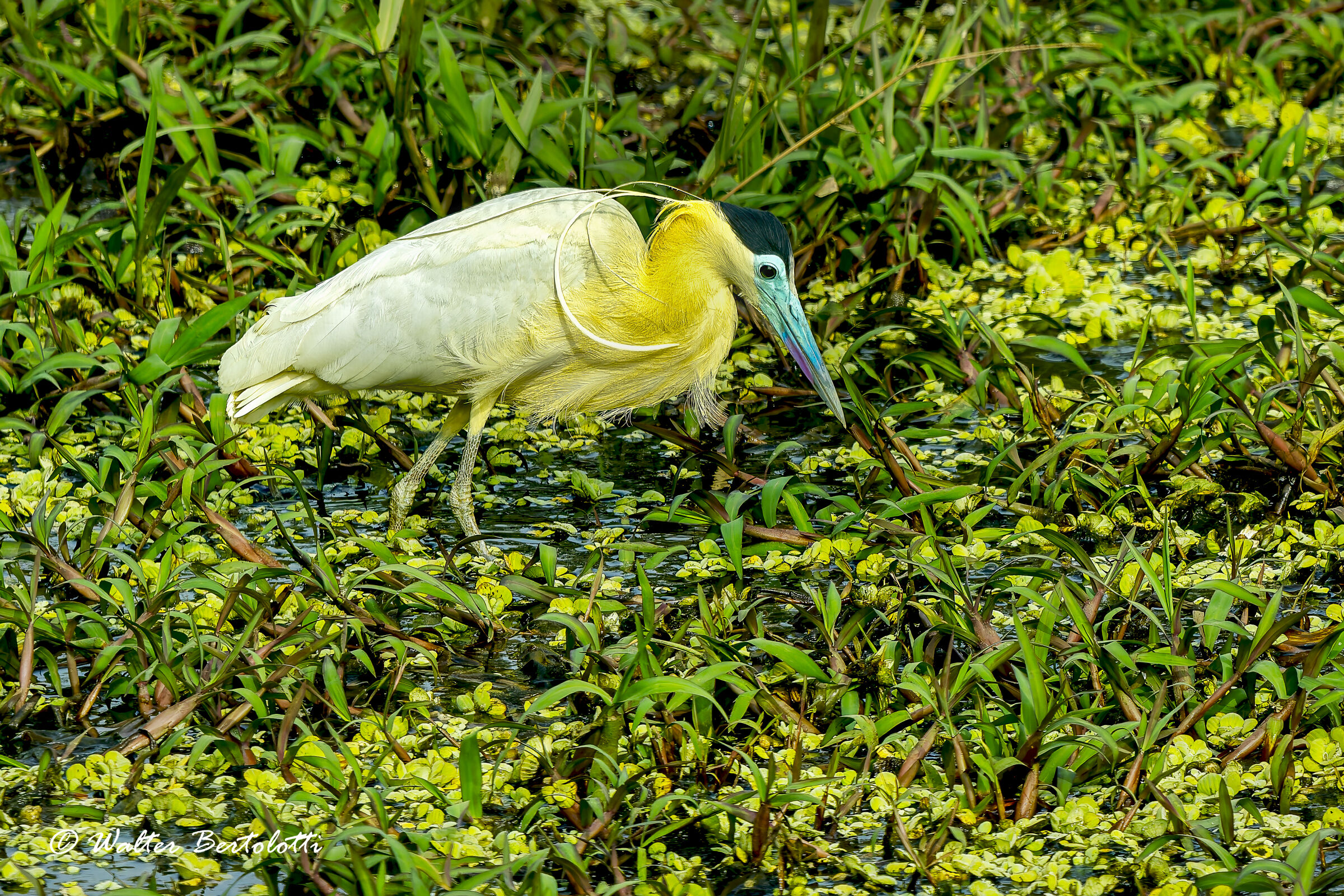 Airone dal cappuccio