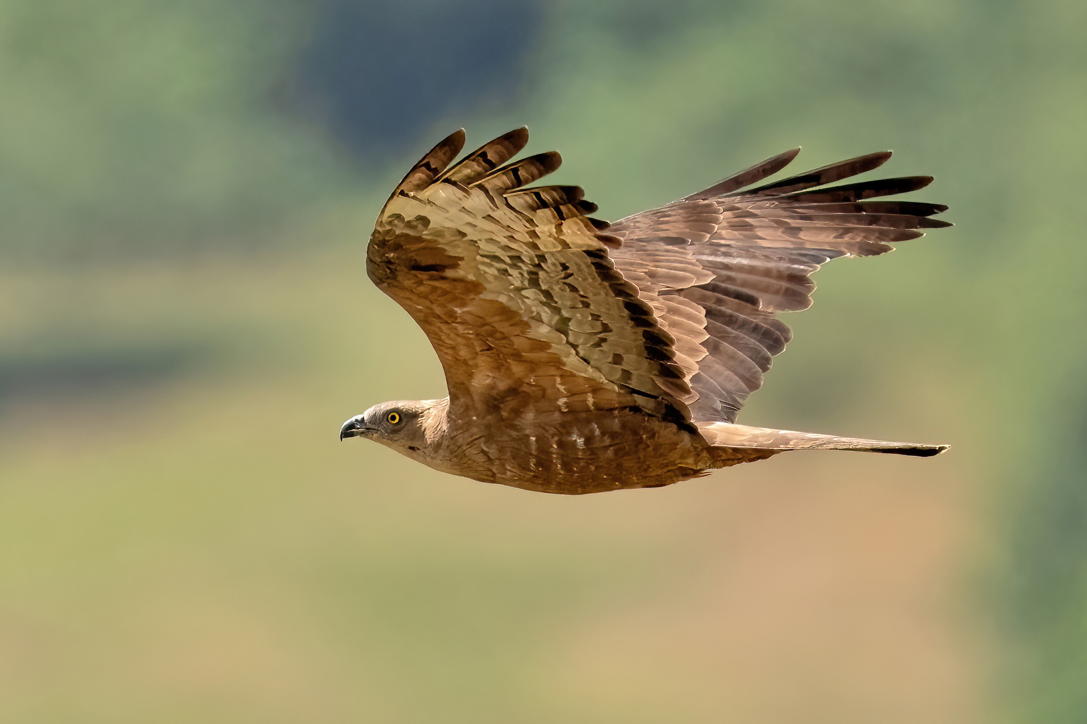 Falco Pecchiaiolo (Pernis apivorus)