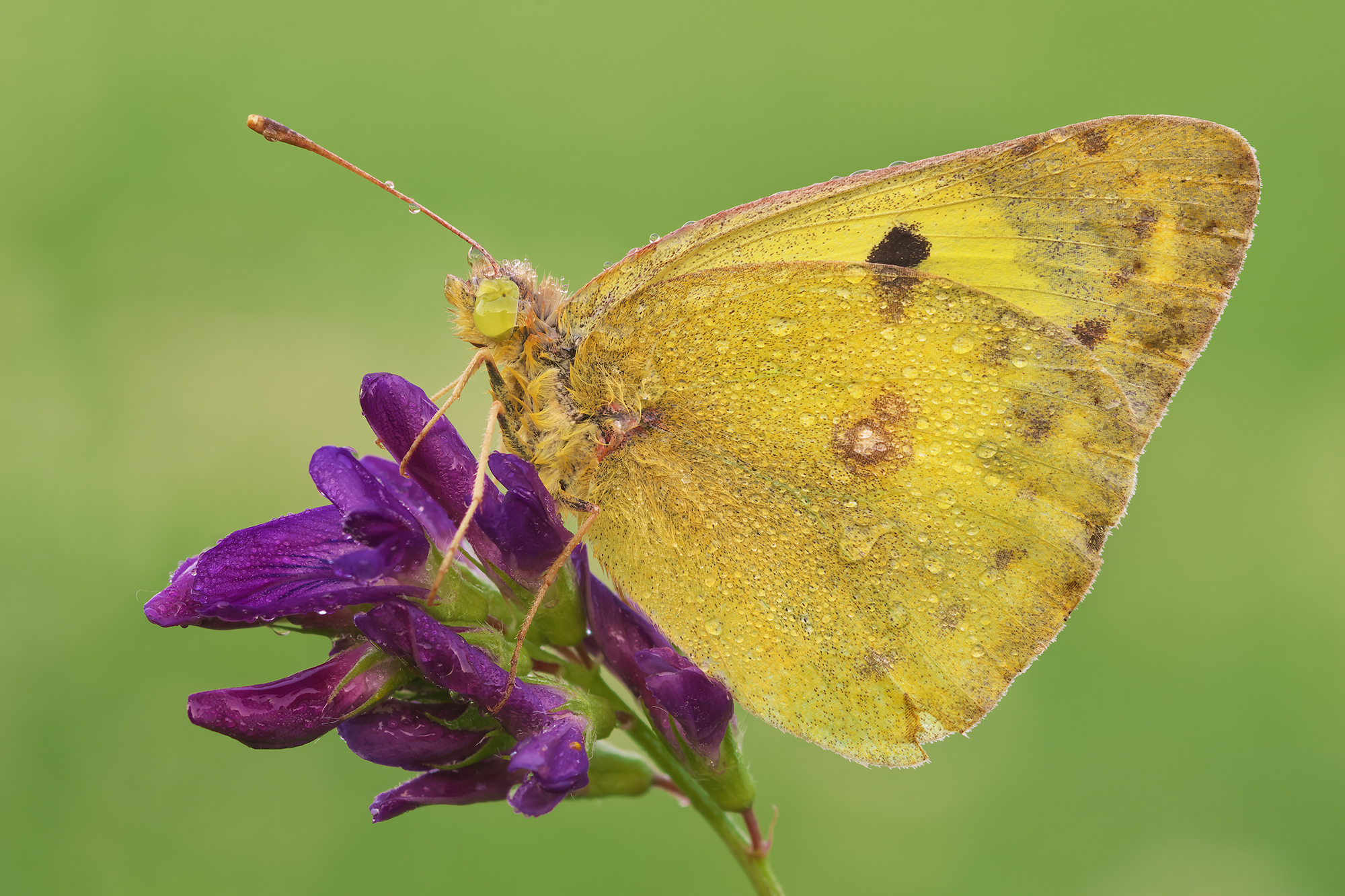Colias hyale