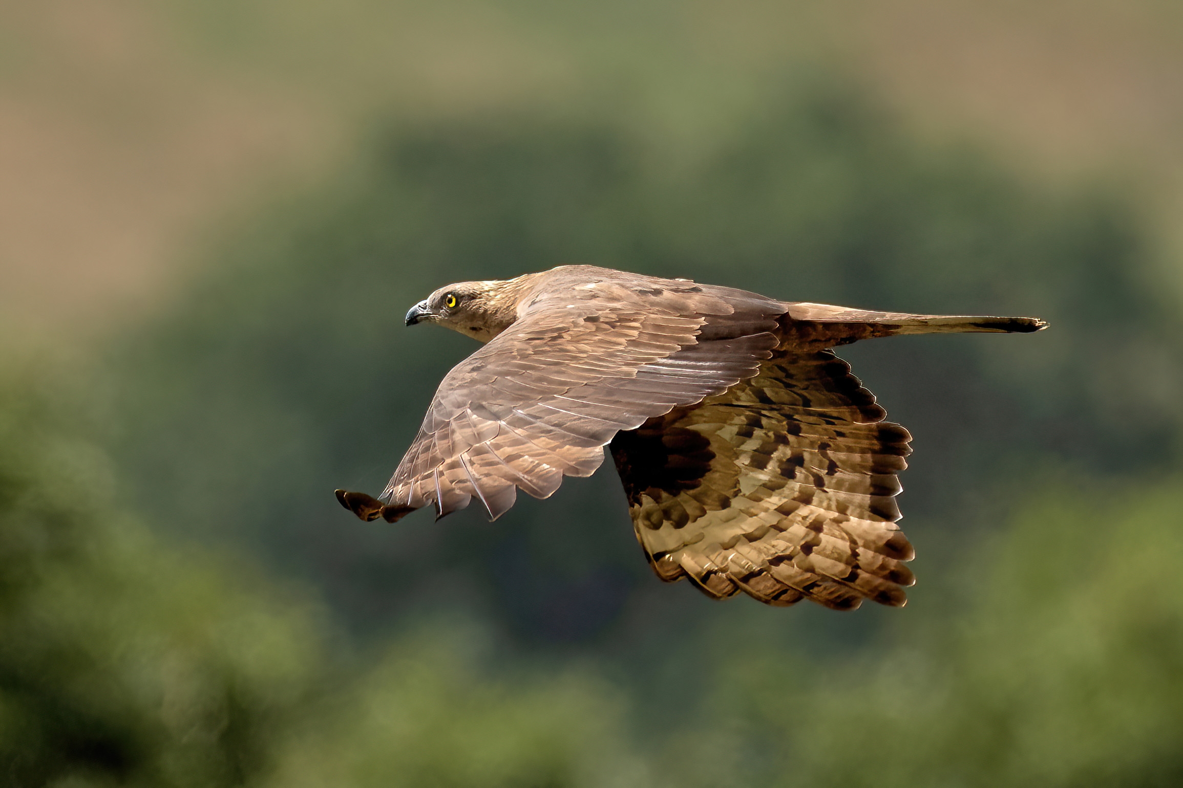 Falco Pecchiaiolo (Pernis apivorus)