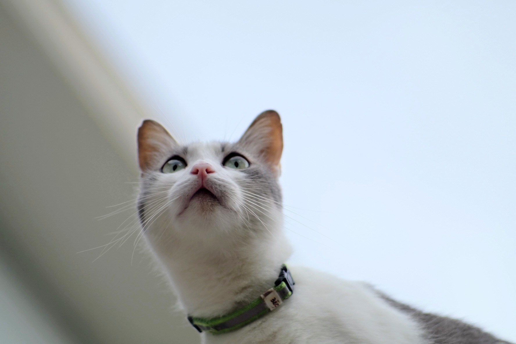 Stavolta lo prendo di sicuro...