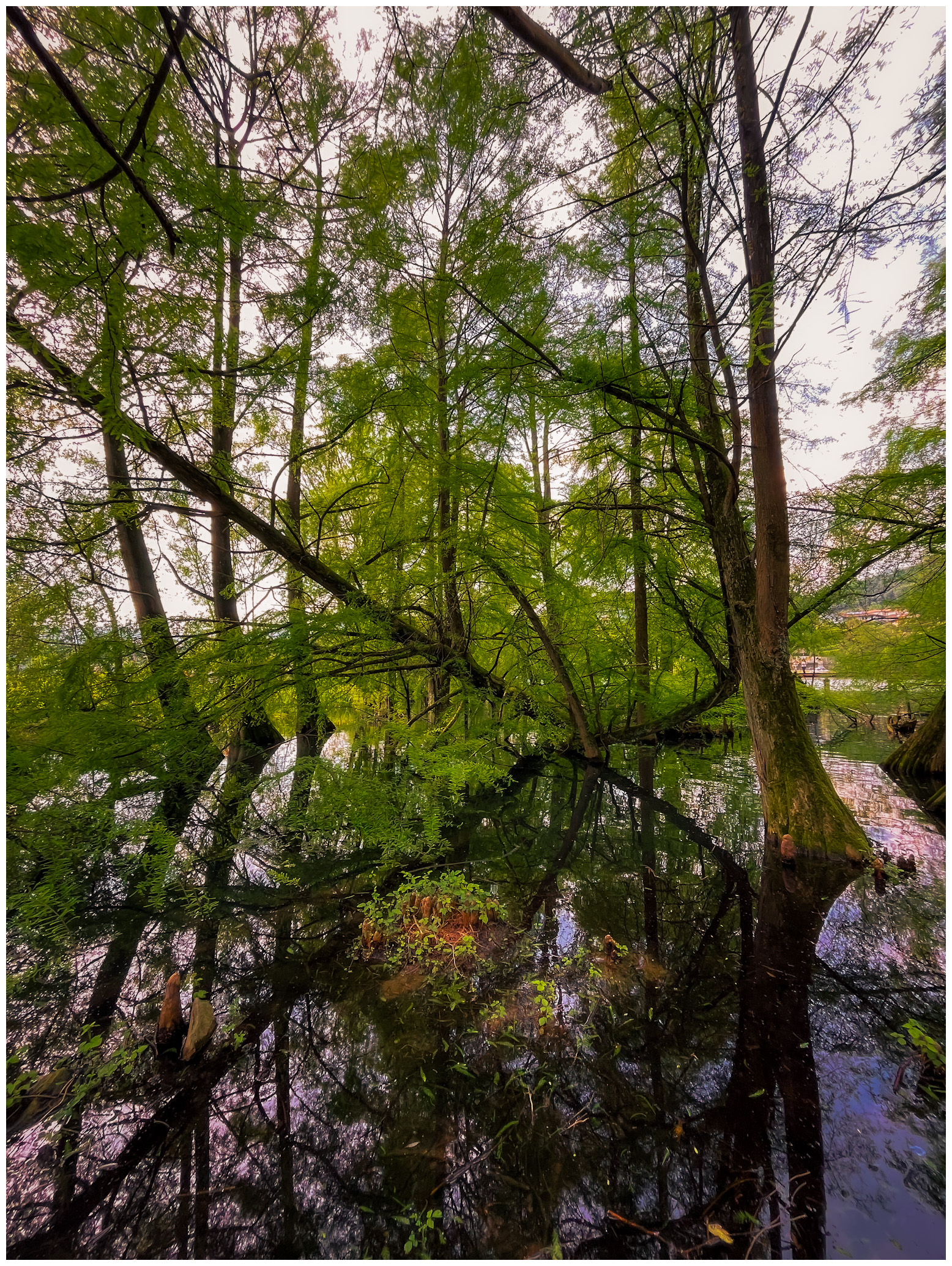 Grove
