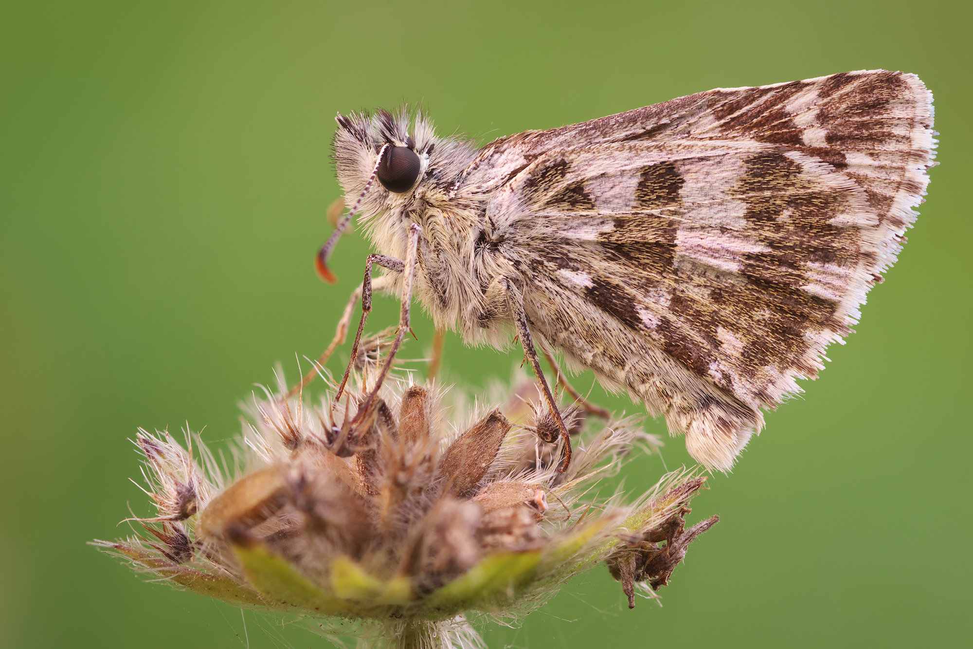 Pyrgus alveus