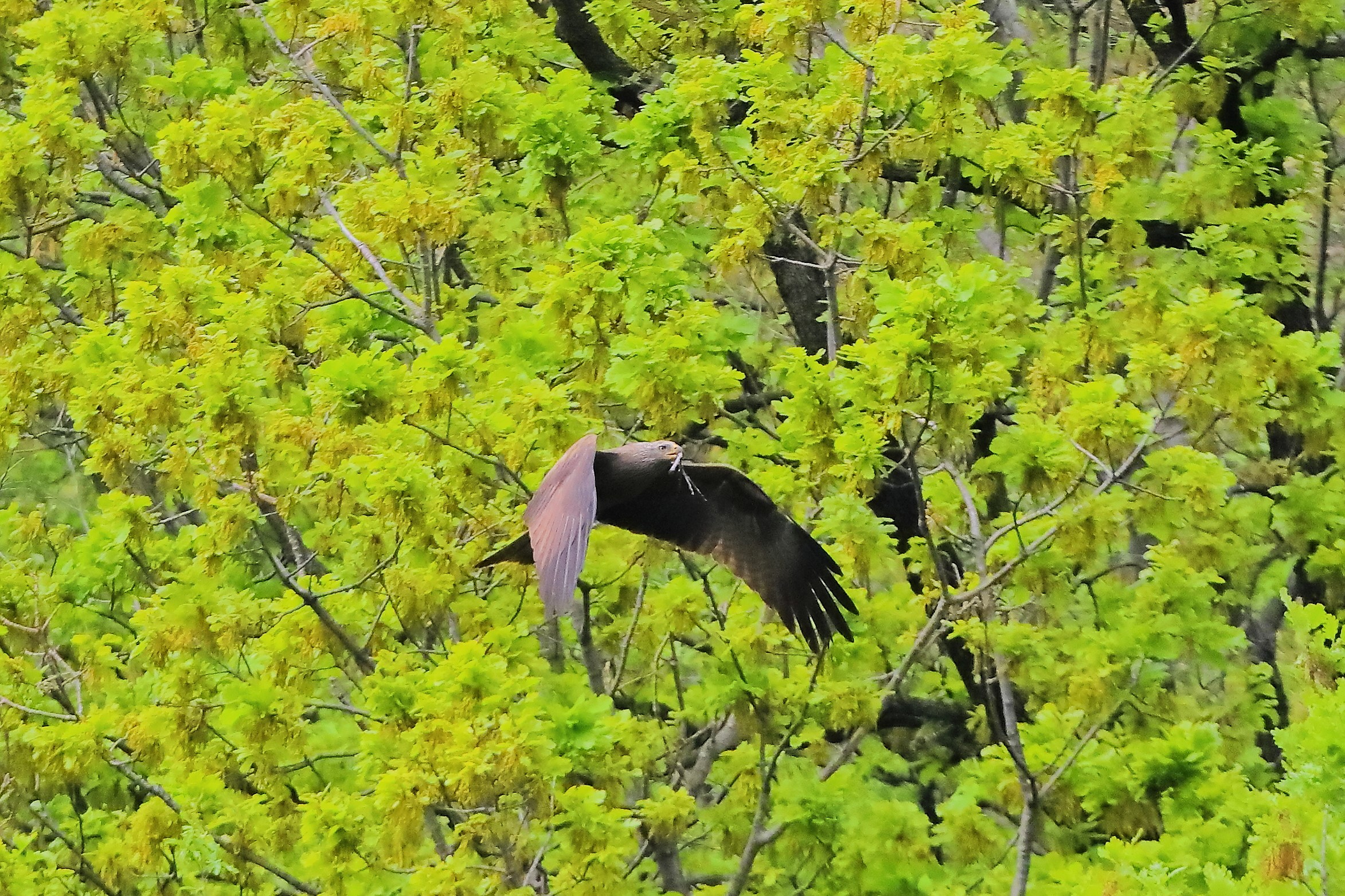 Nibbio bruno 07 aprile 2024 - 0231