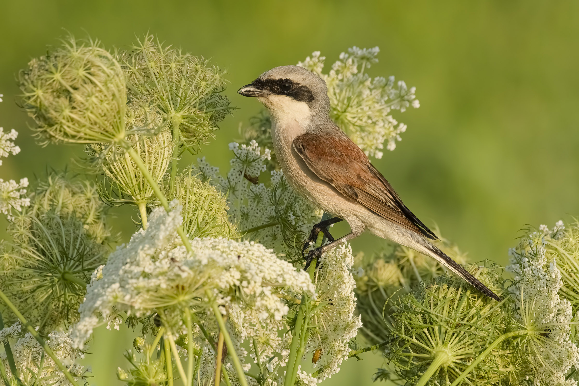 Red-backed shrike
