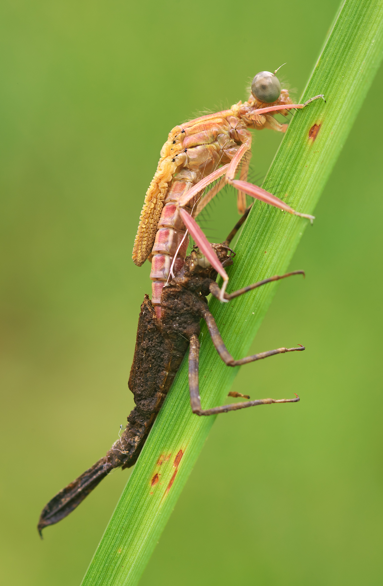Platycnemis pennipes