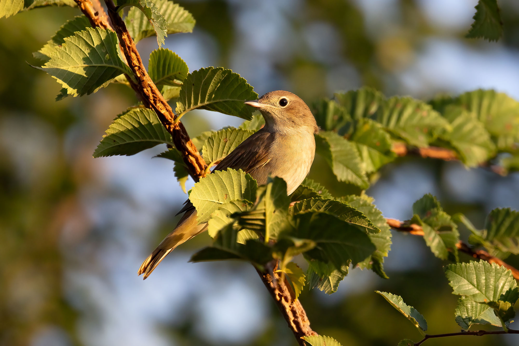 Blackcap