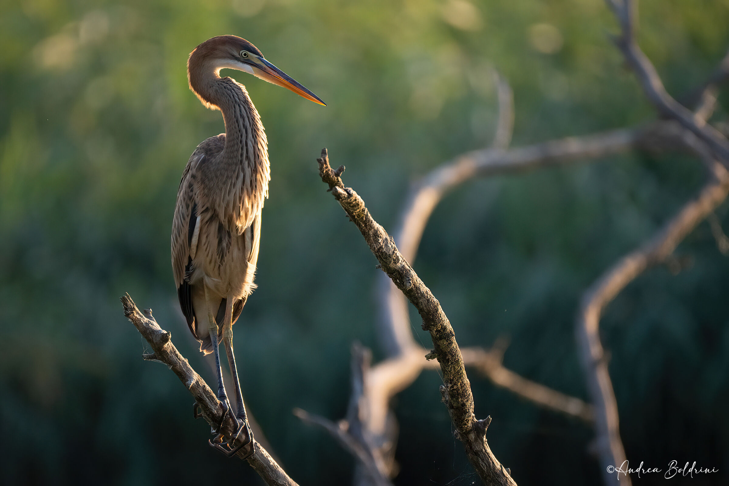 Purple heron
