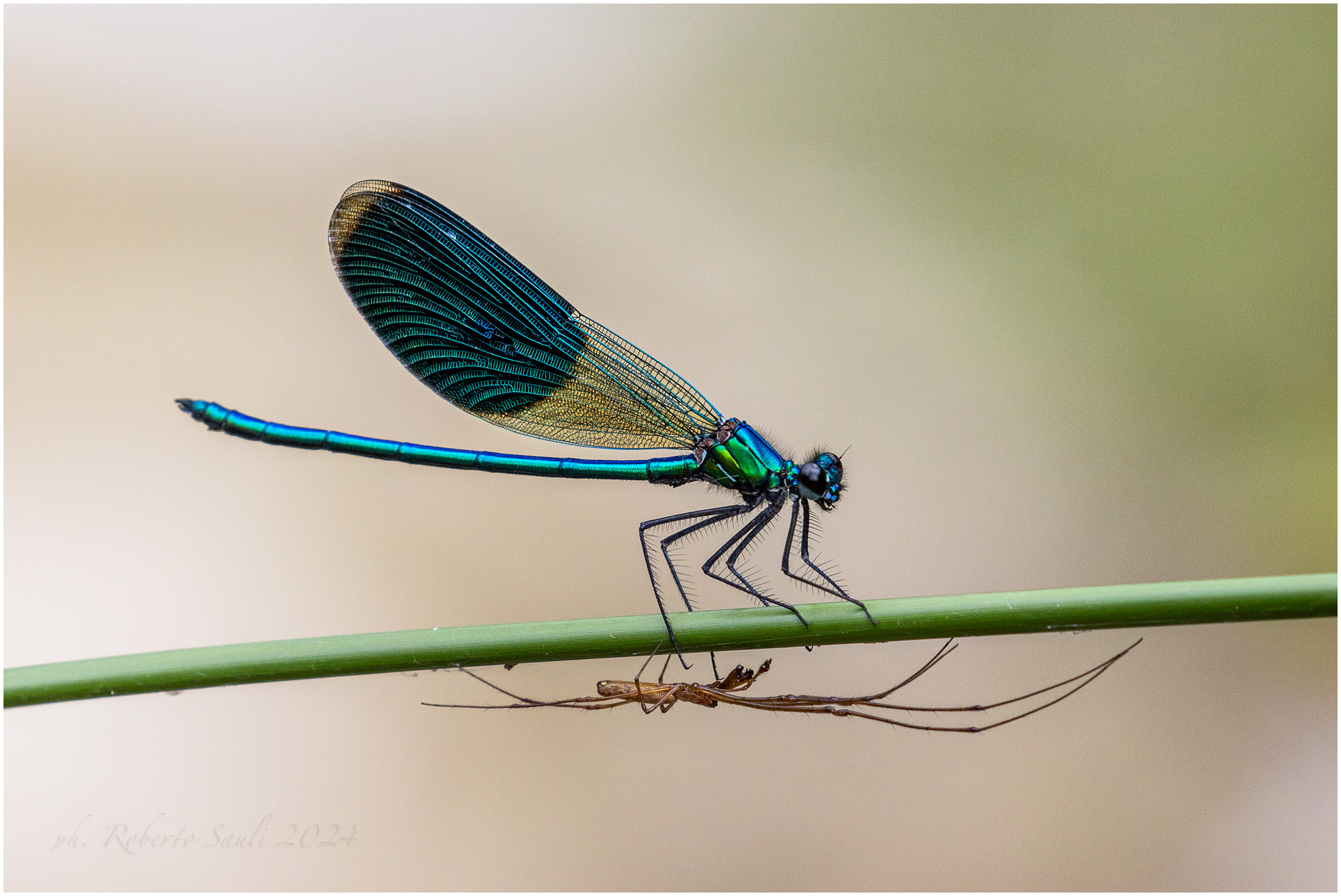 Calopterix splendens con Tetragnatha extensa