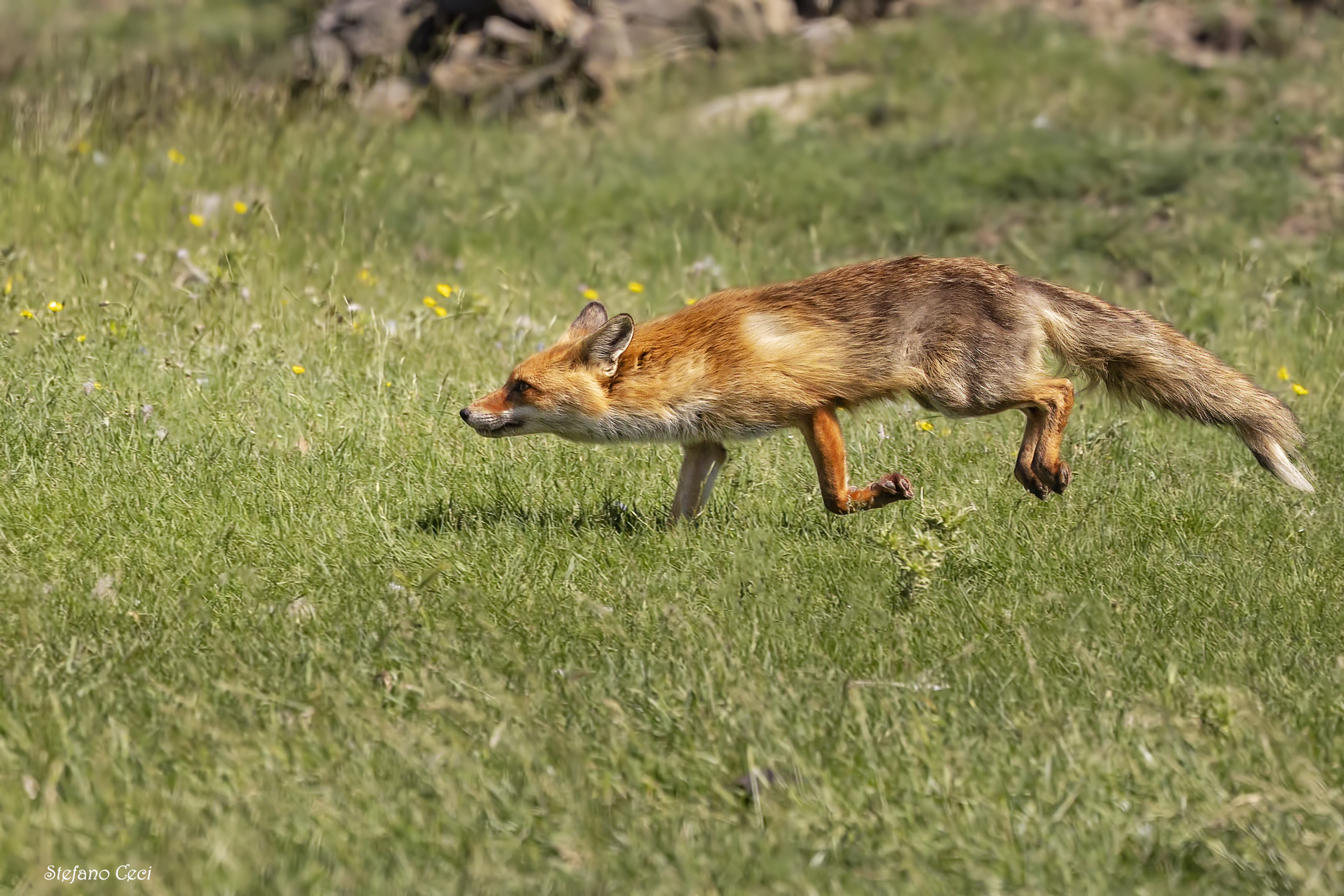 Running fox