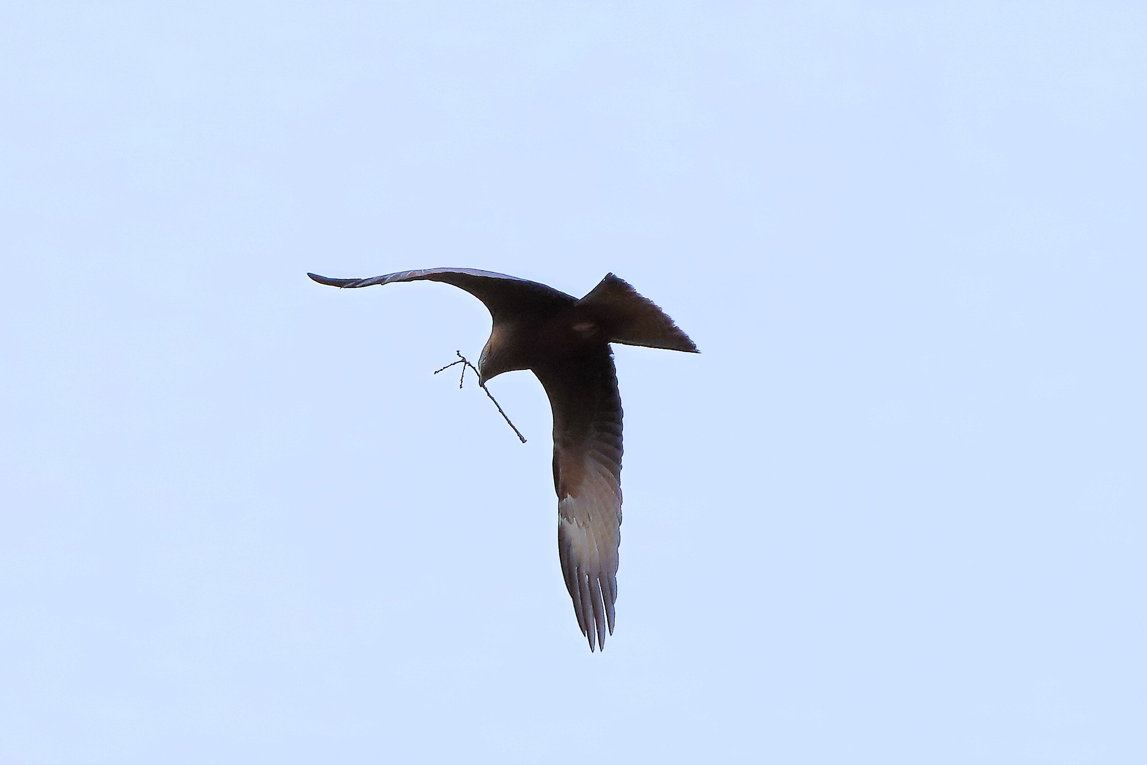 Nibbio bruno 07 aprile 2024 - 0241