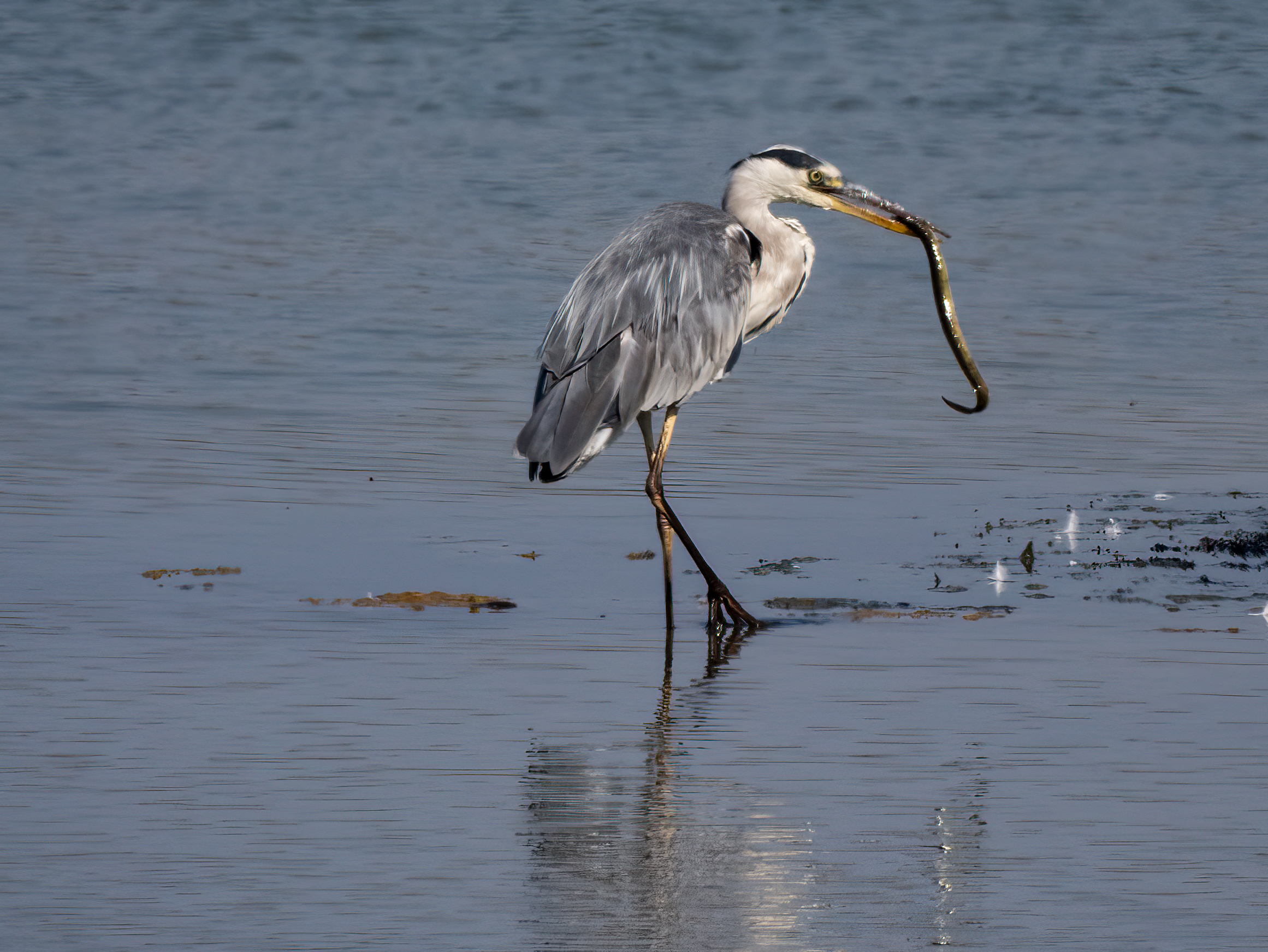 Grey Heron with Prey
