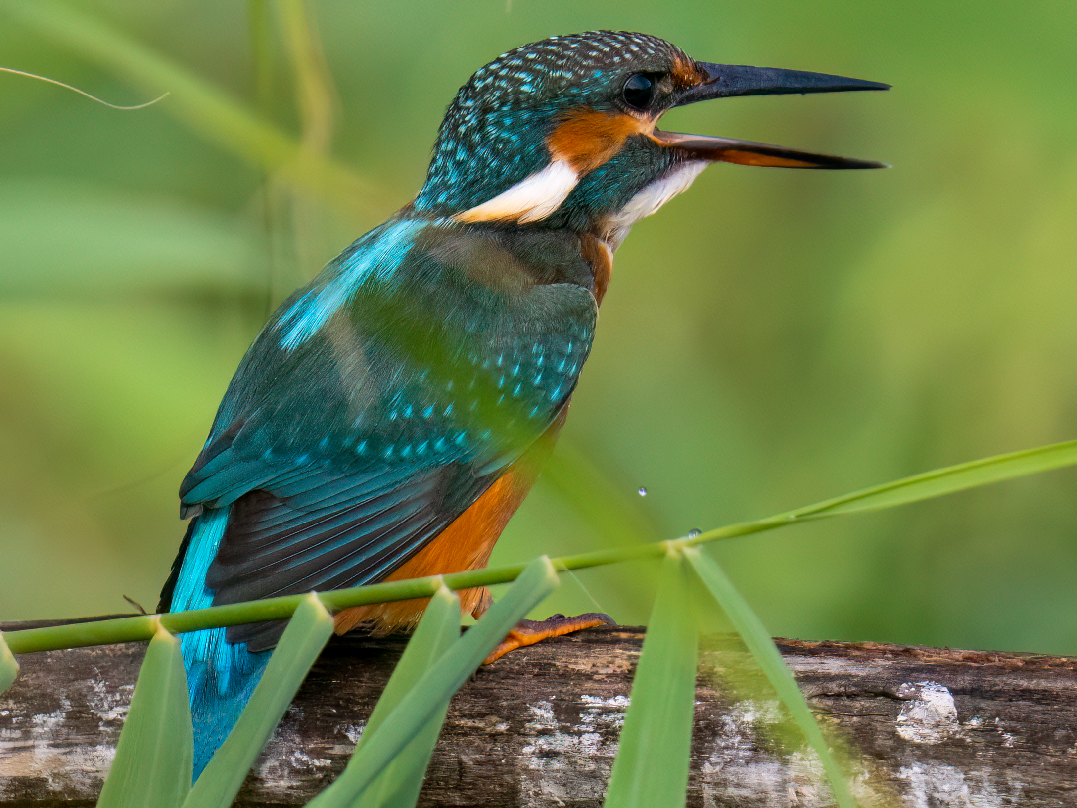 Male kingfisher