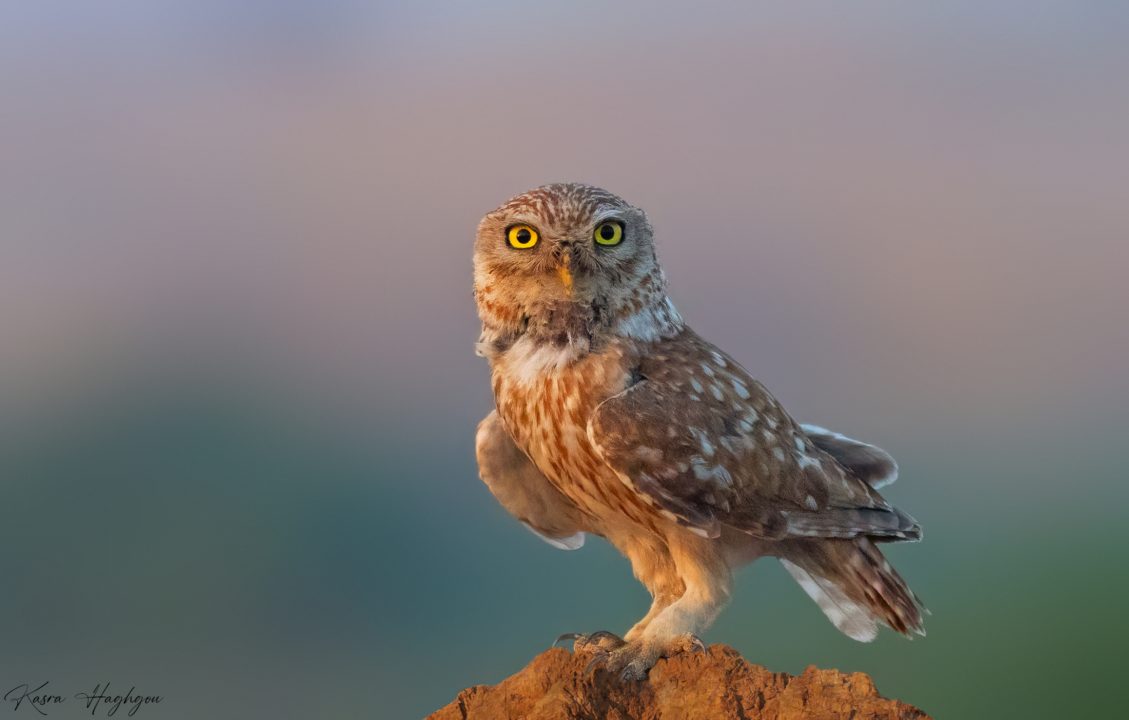 Little owl