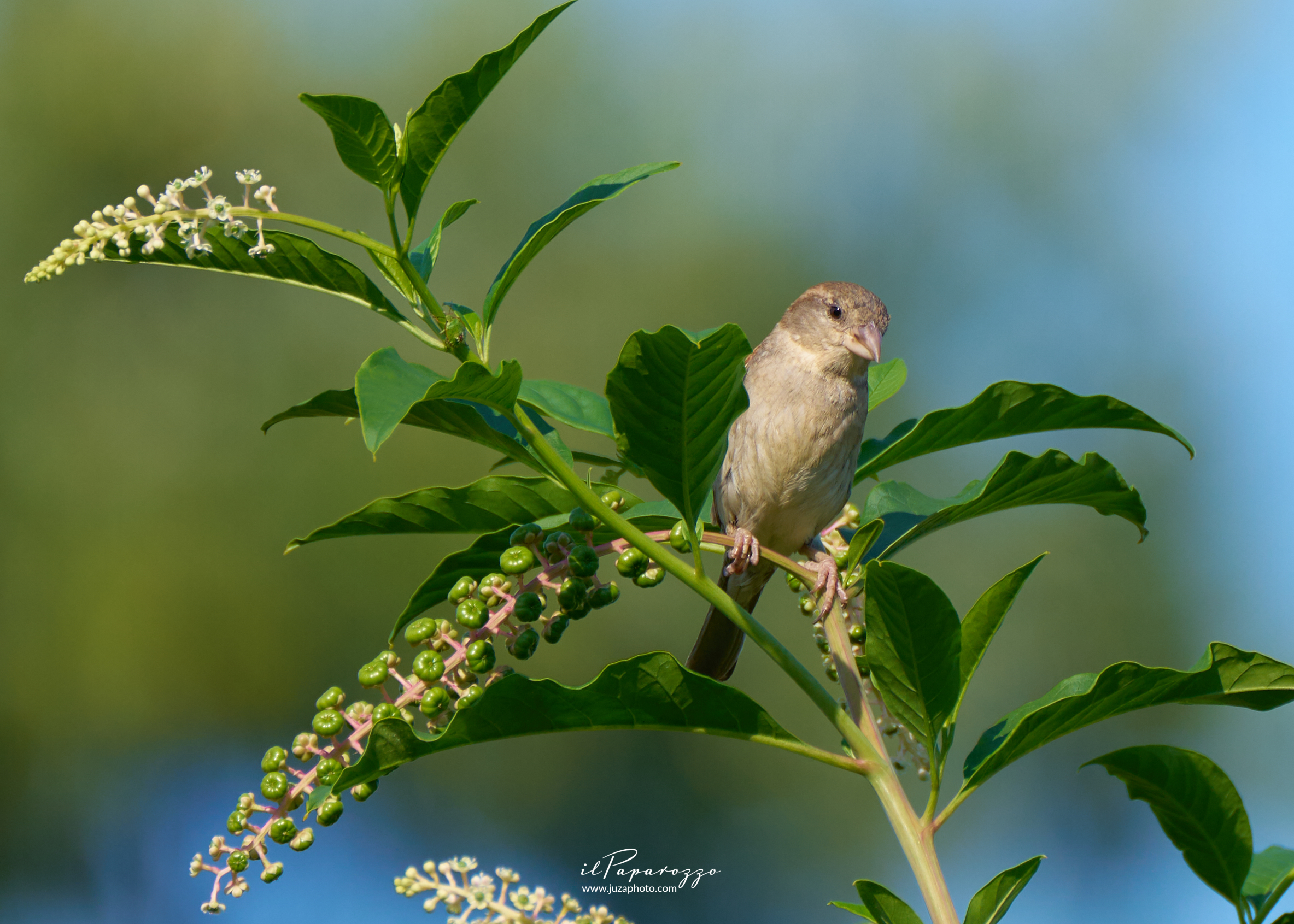 Passera comune europea