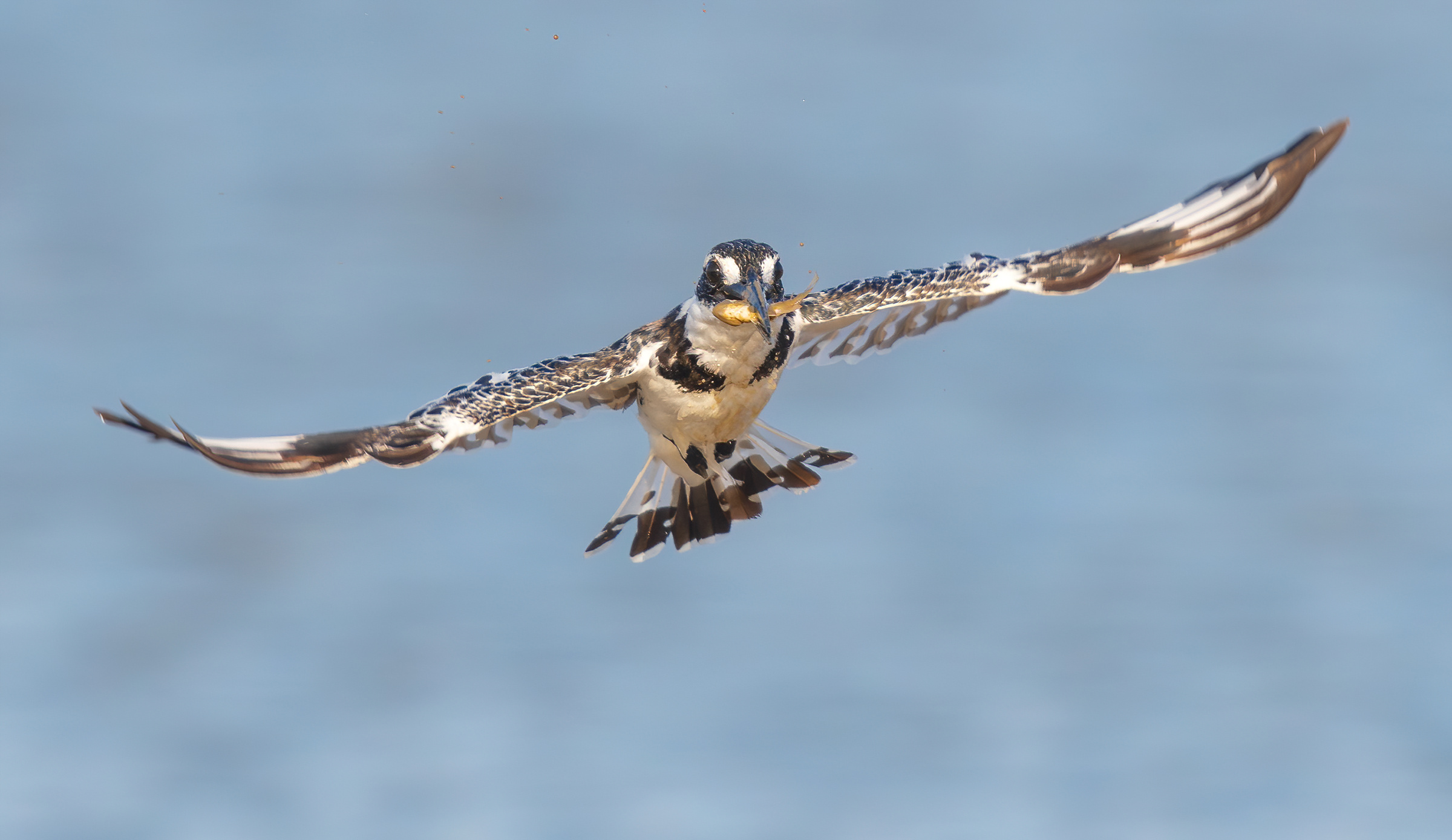 Martin pescatore pezzato