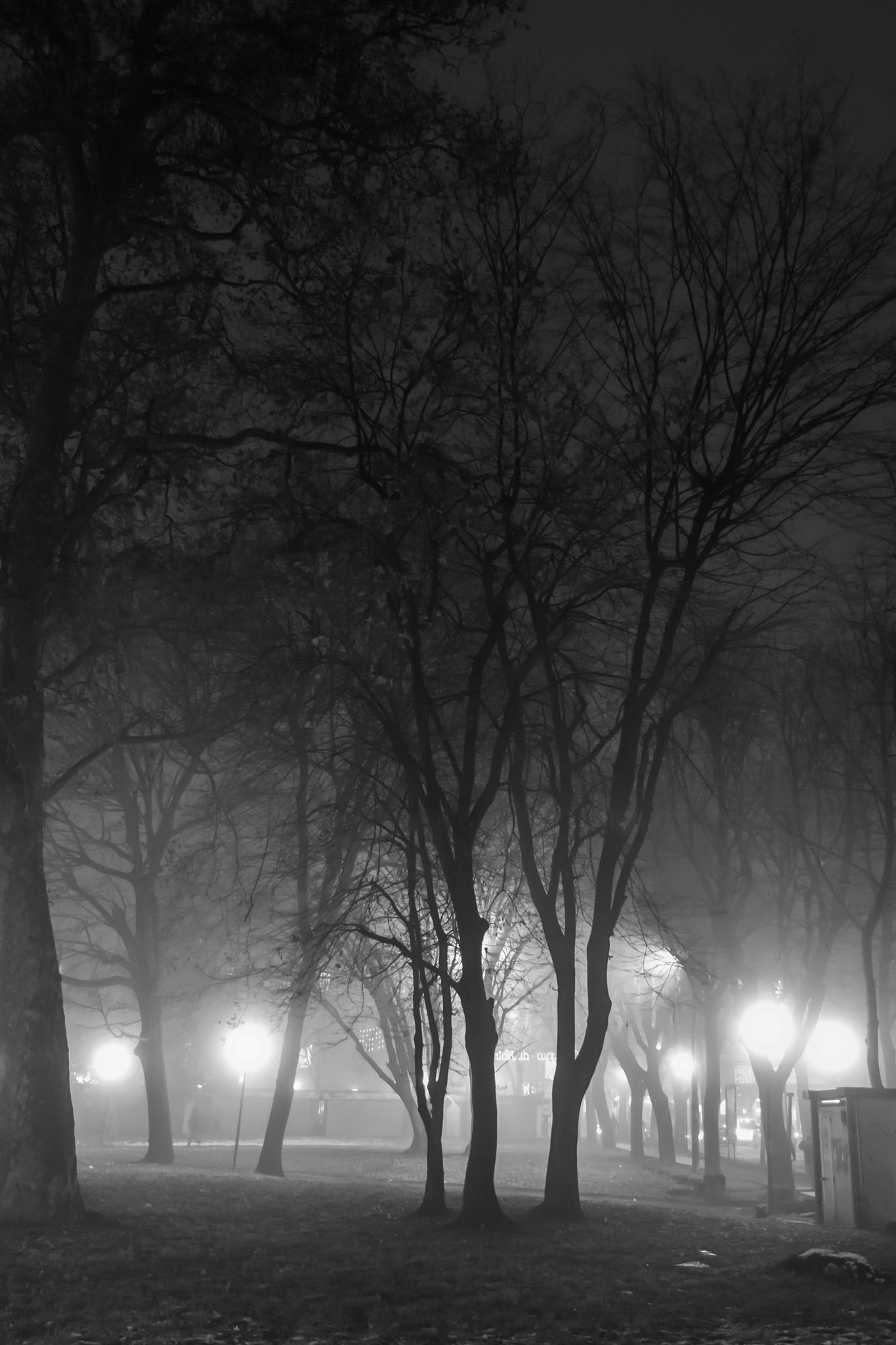 Park in the Fog 5