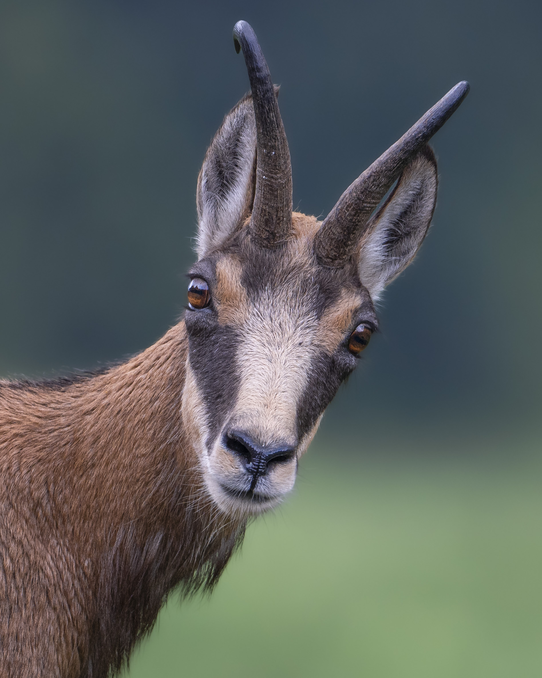 Chamois