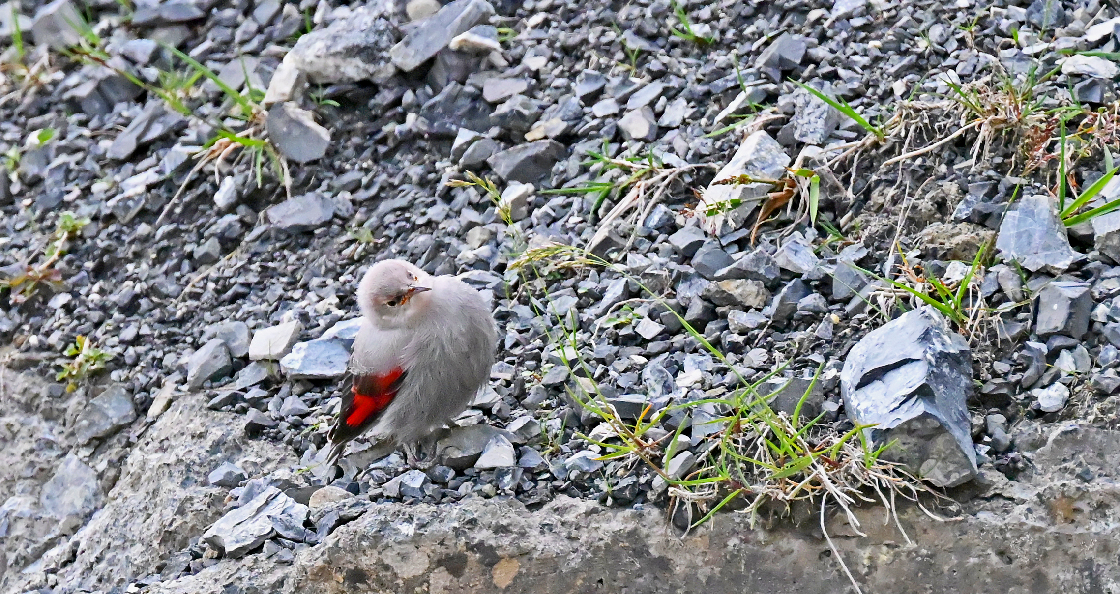 piccolo picchio muraiolo
