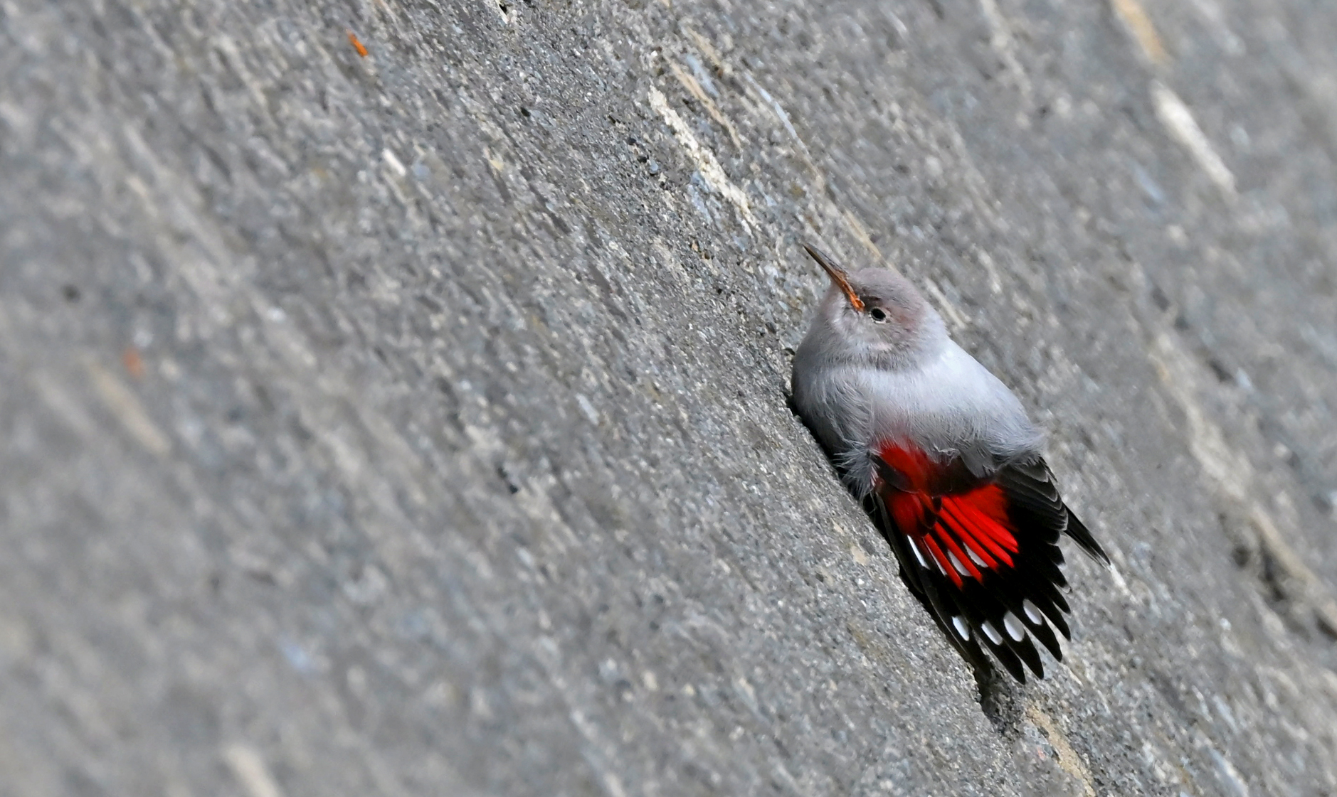 Small Wallcreeper