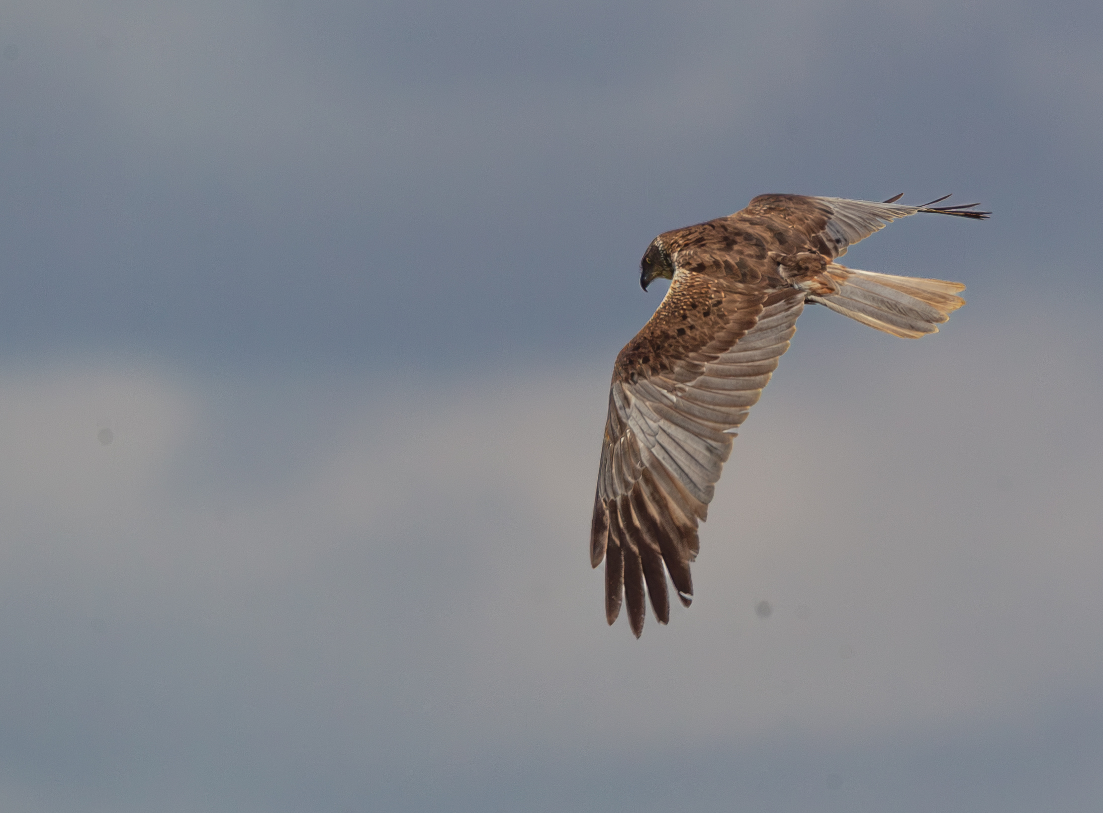 The flight of the marsh harrier