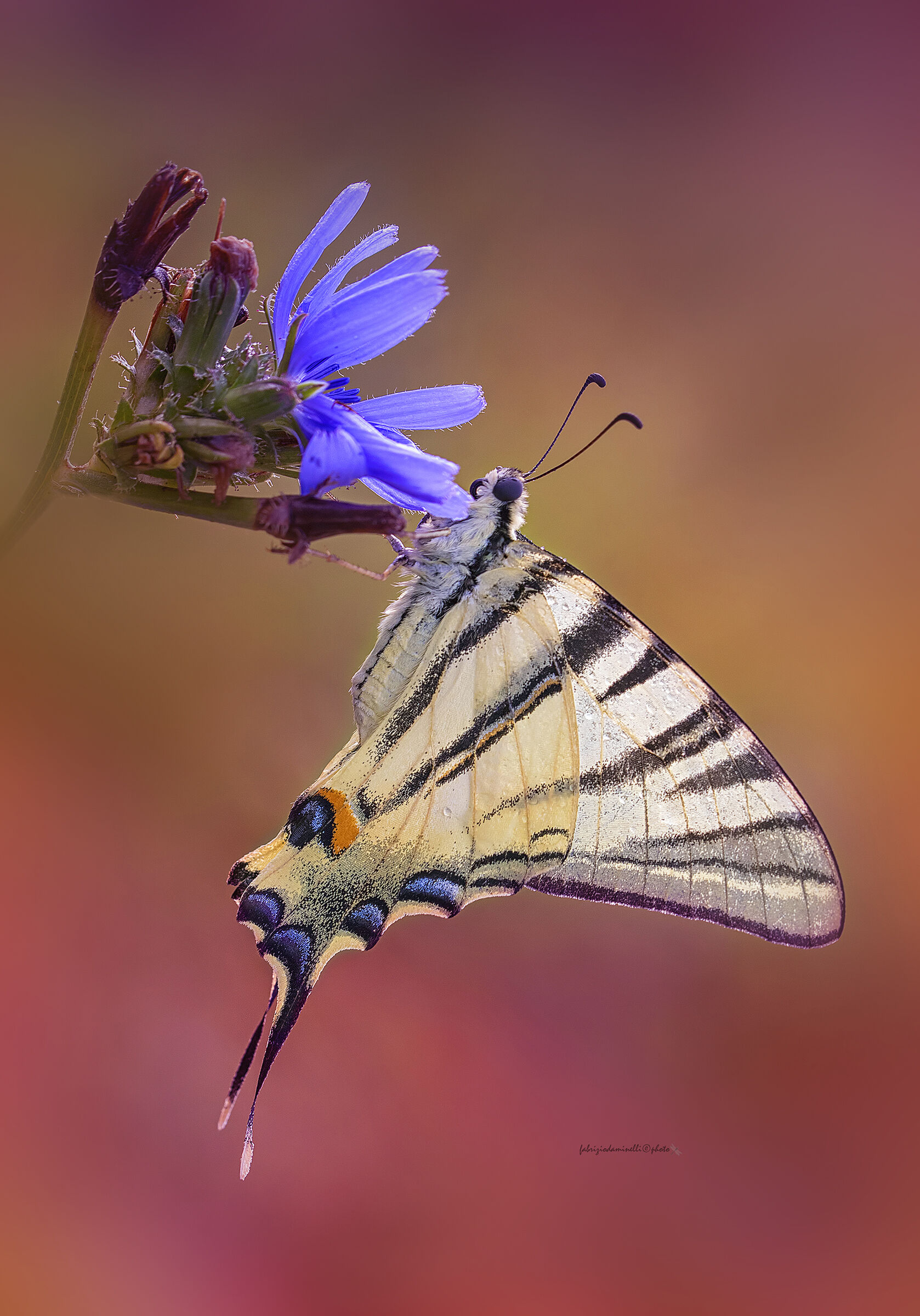 Iphiclides podalirius