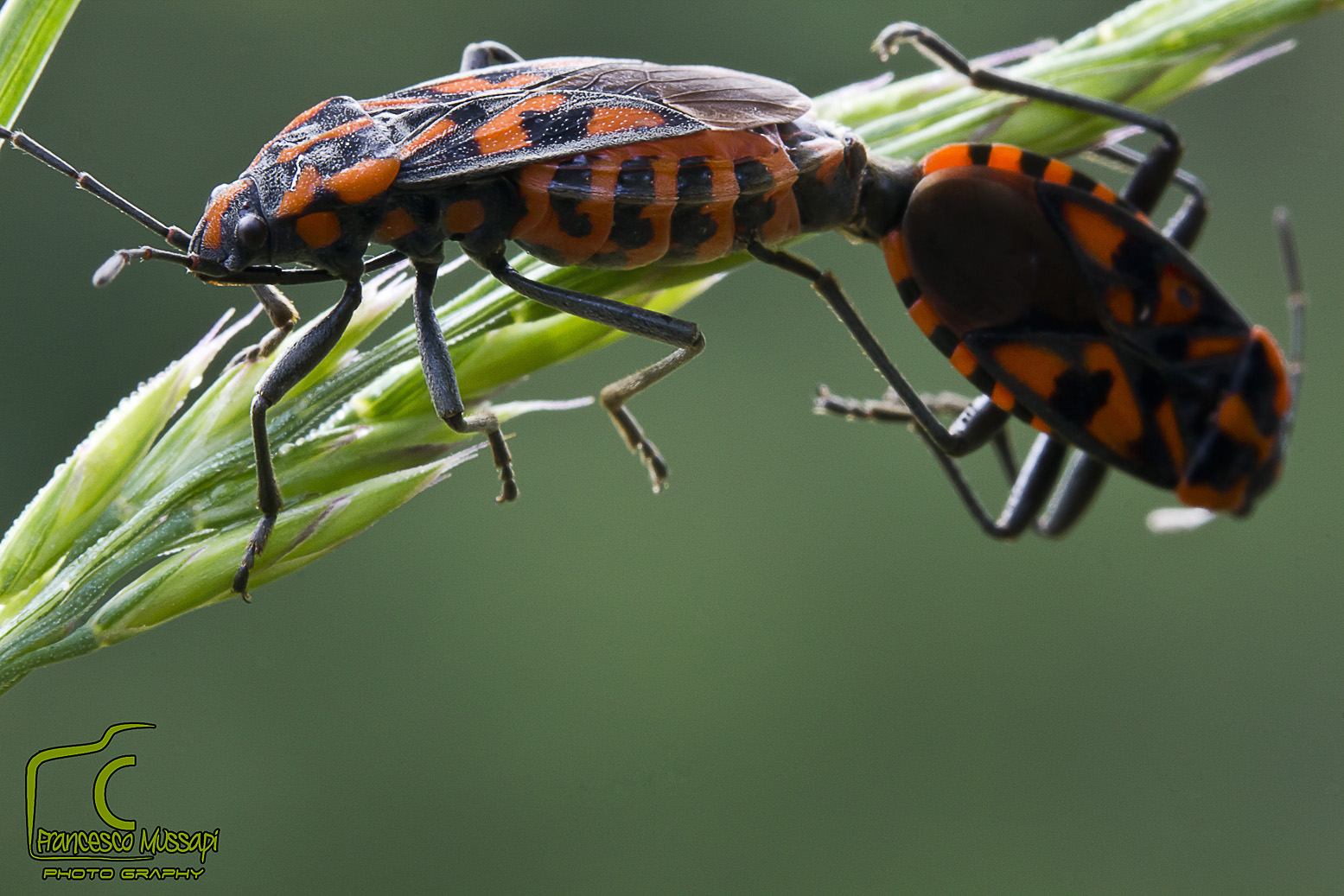 Prime macro con plamp