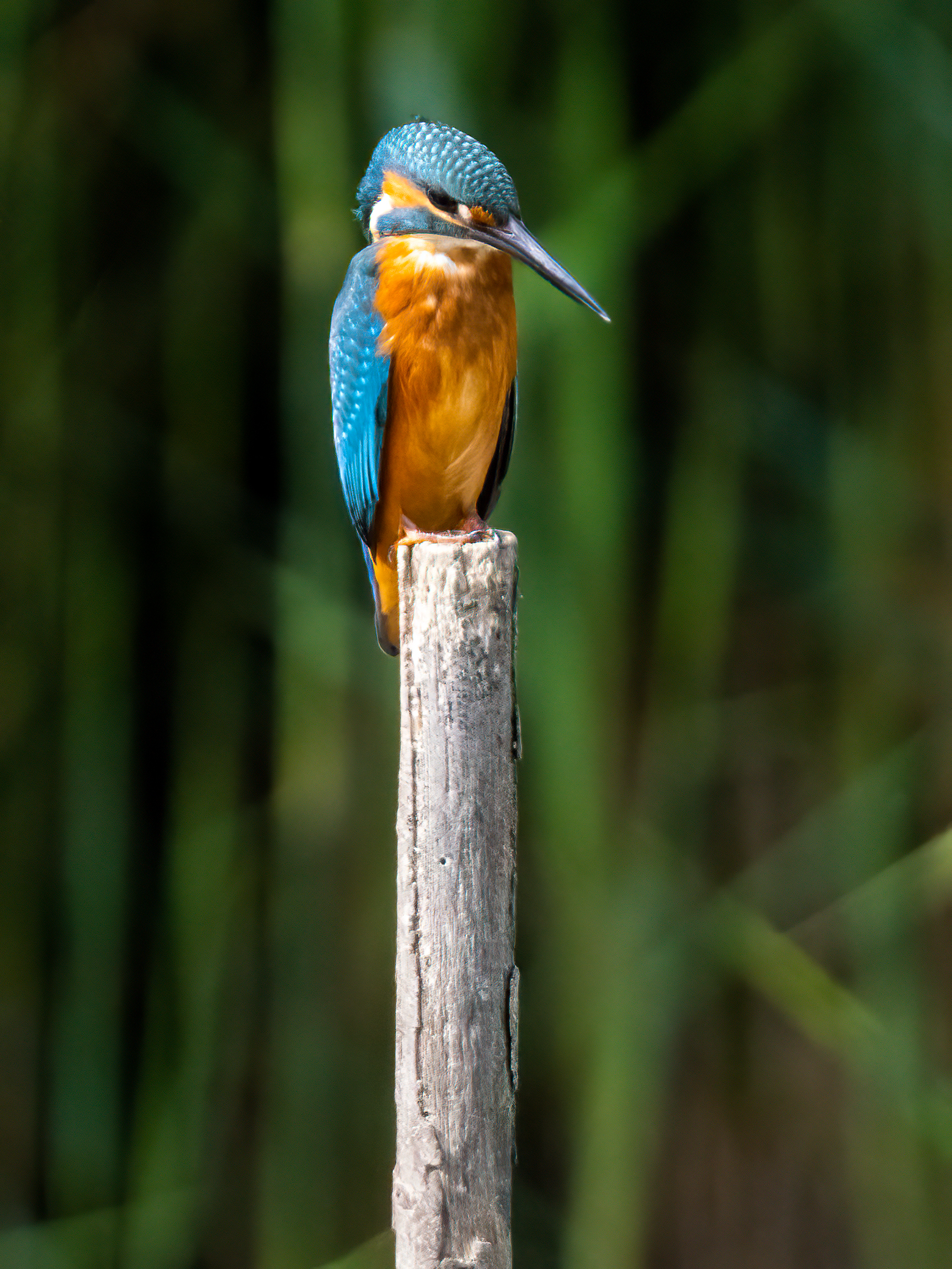 Kingfisher
