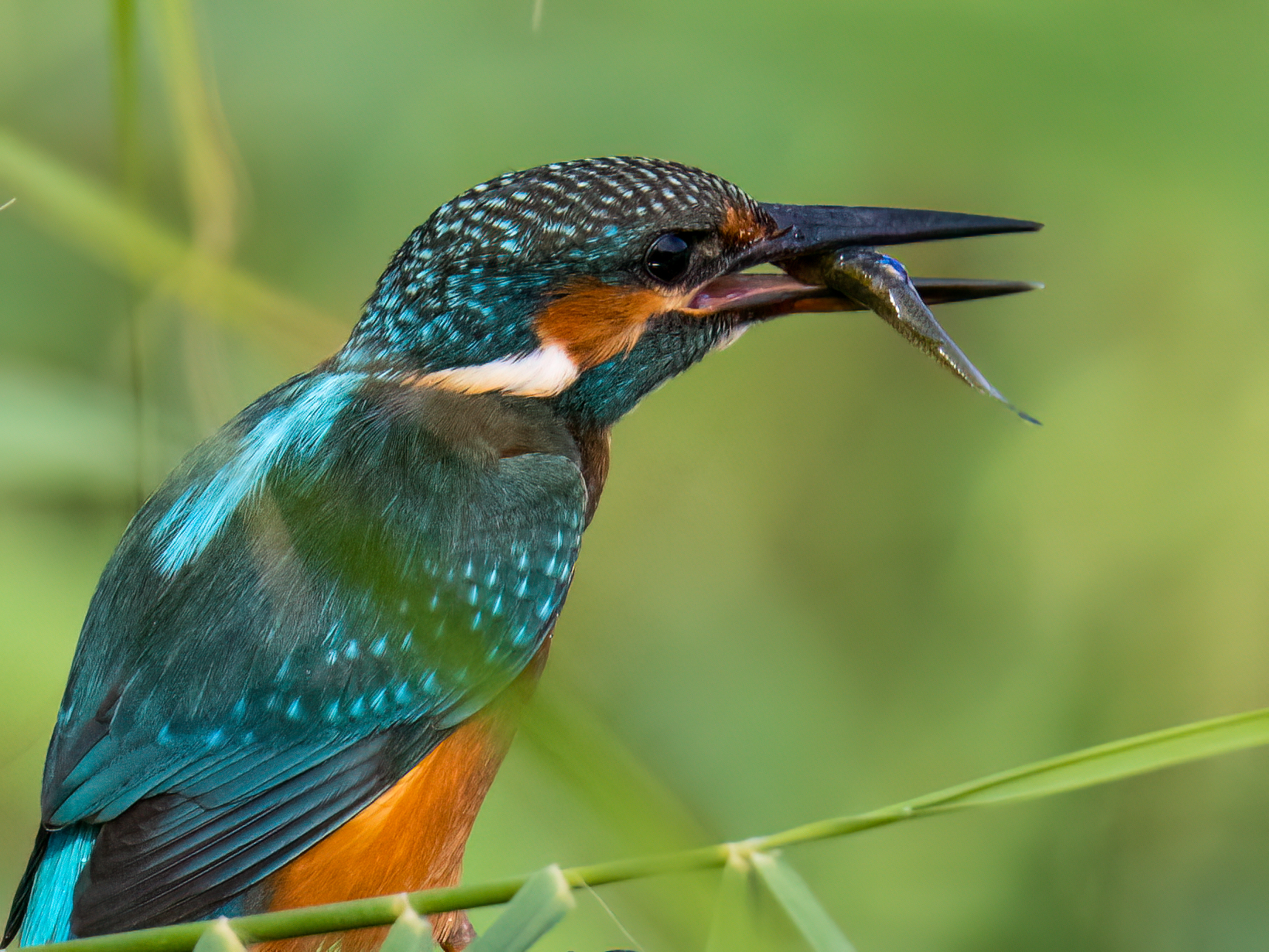 Kingfisher
