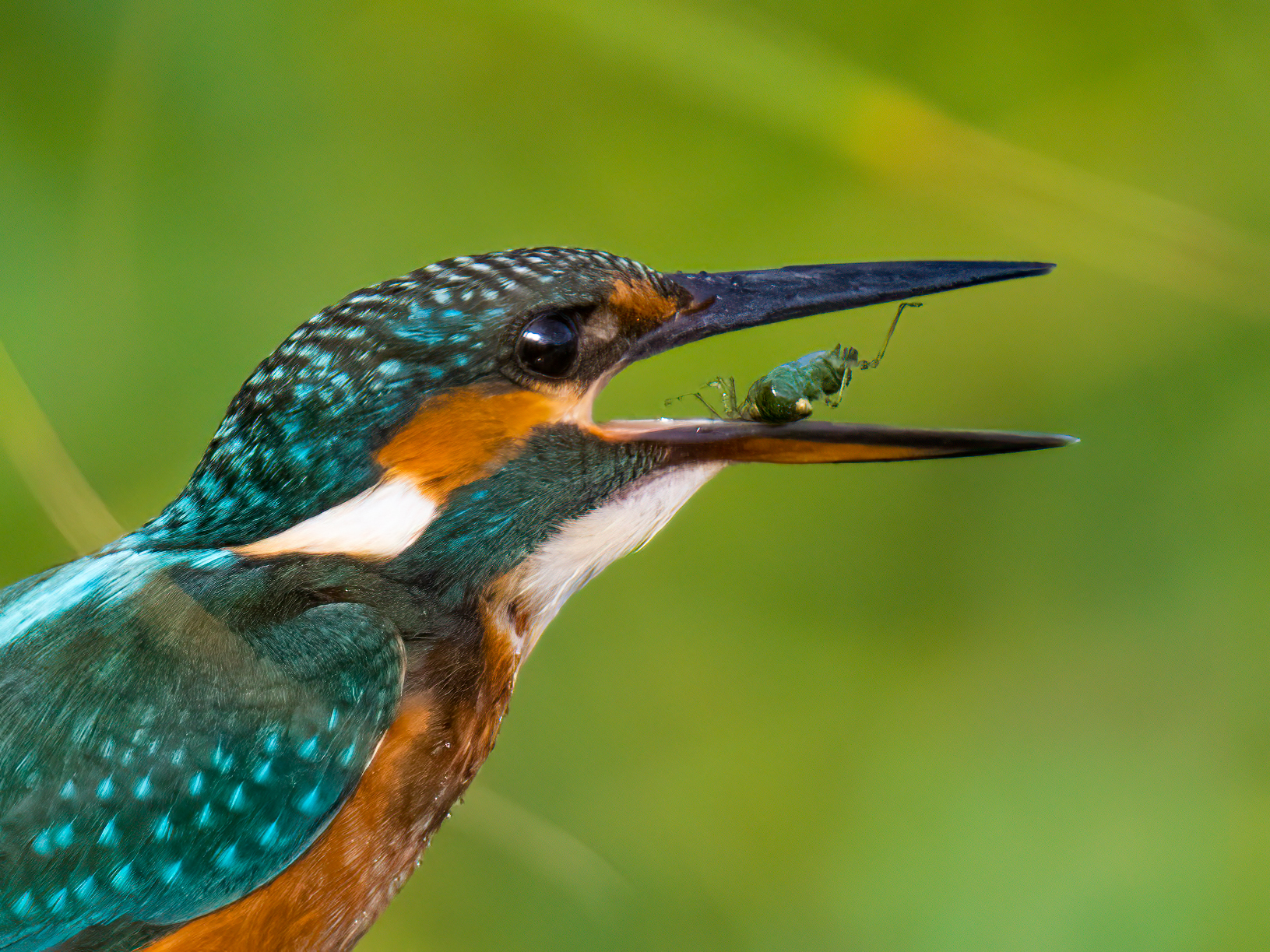 Male kingfisher with prey