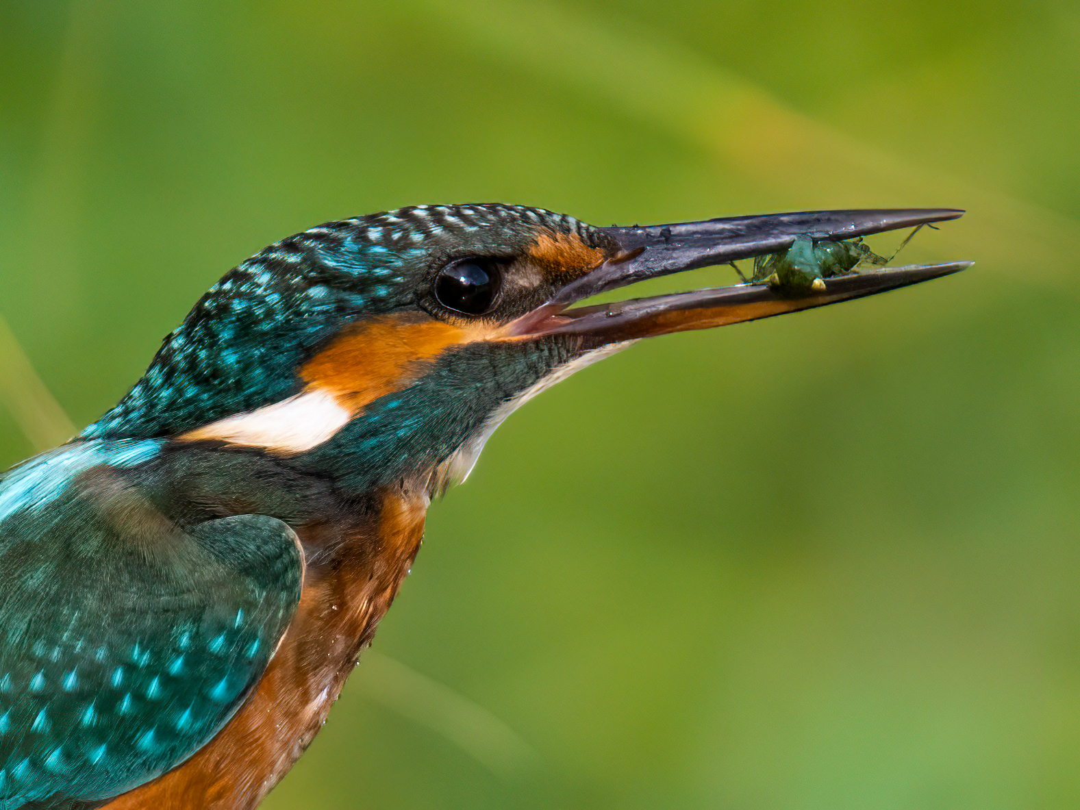 Male martin with prey