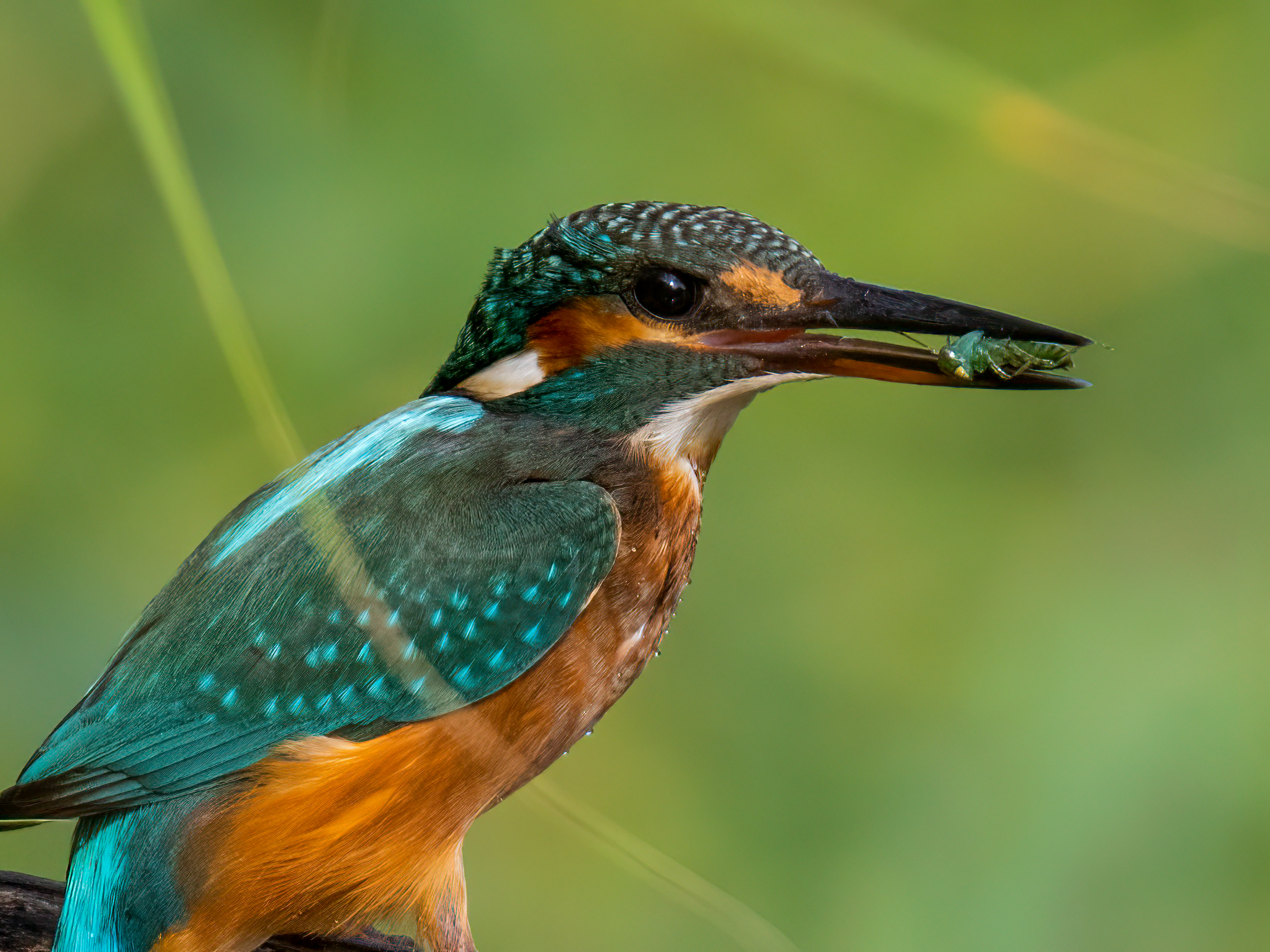 Male kingfisher with prey